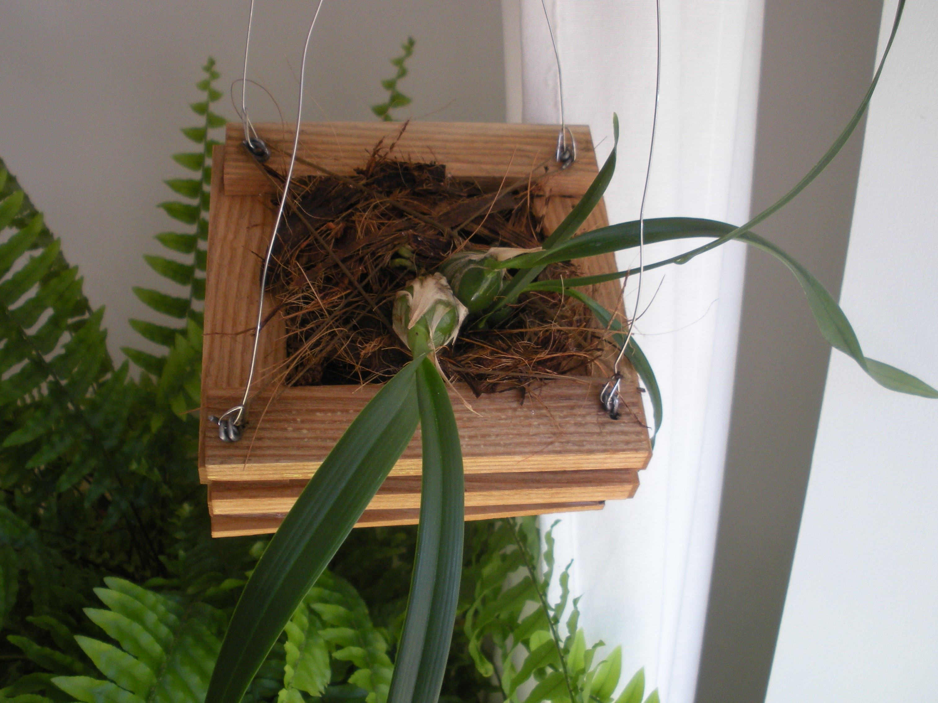 Encyclia alata.JPG