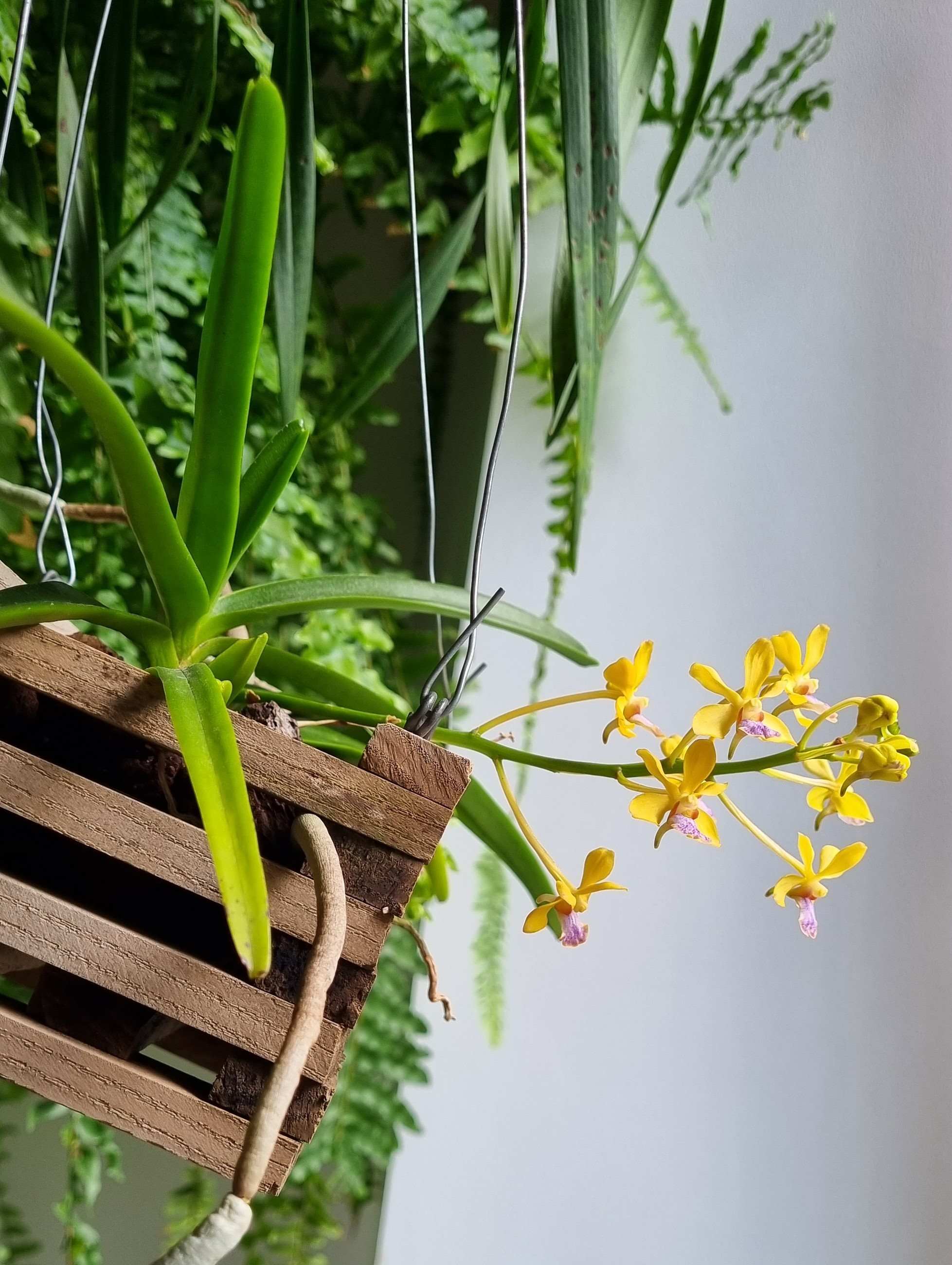 20230629_Vanda testacea.jpg
