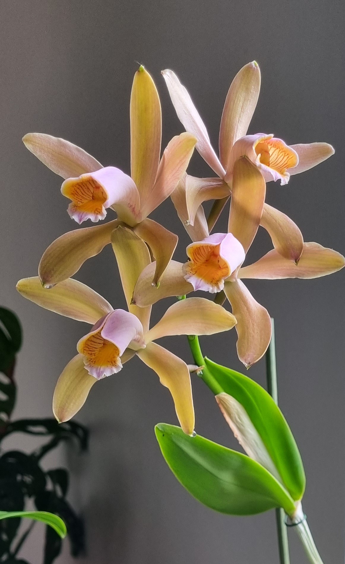 20230728_Cattleya forbesii.jpg