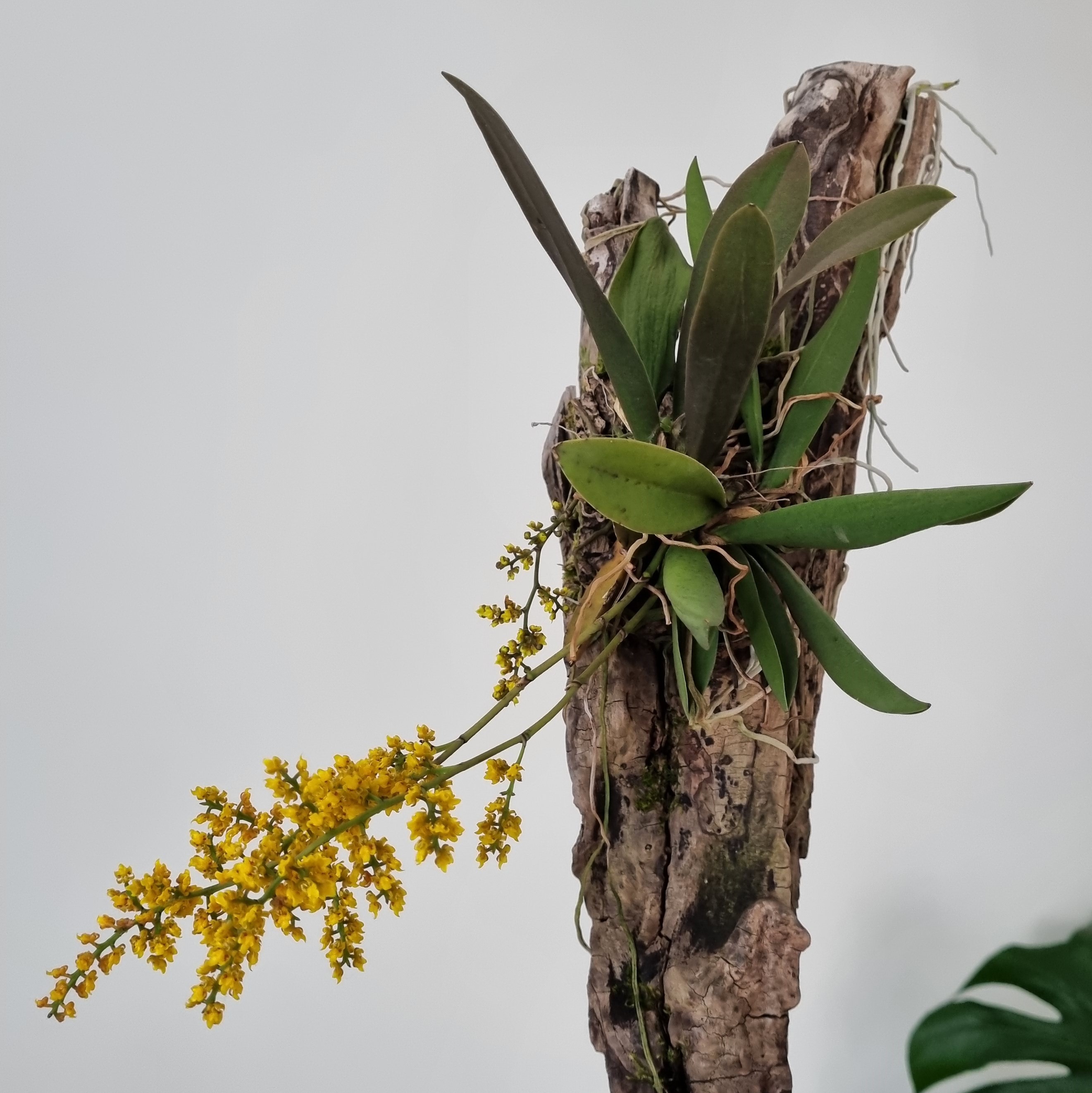 20230720_Oncidium pumilum .jpg