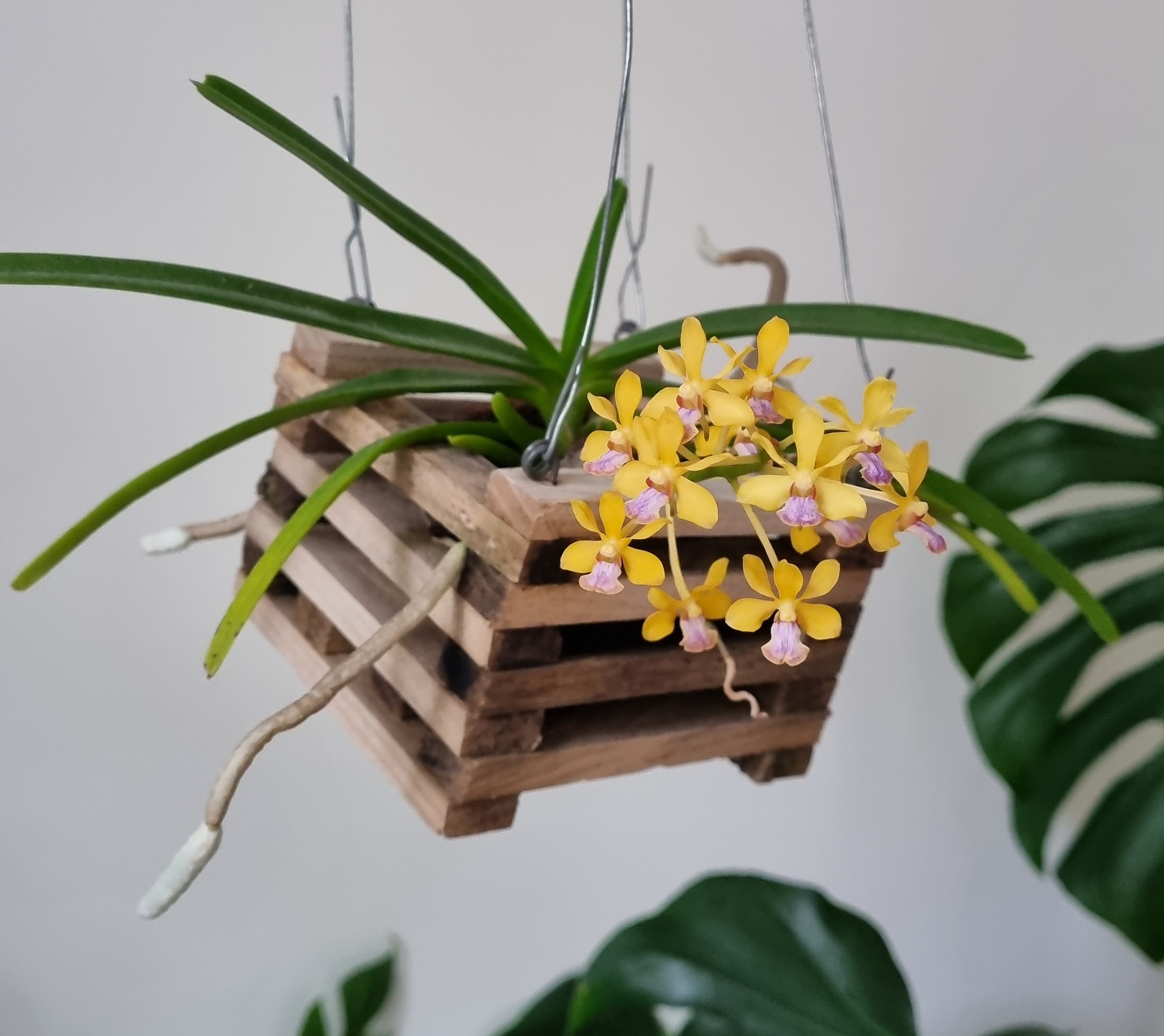 20230706_Vanda testacea.jpg