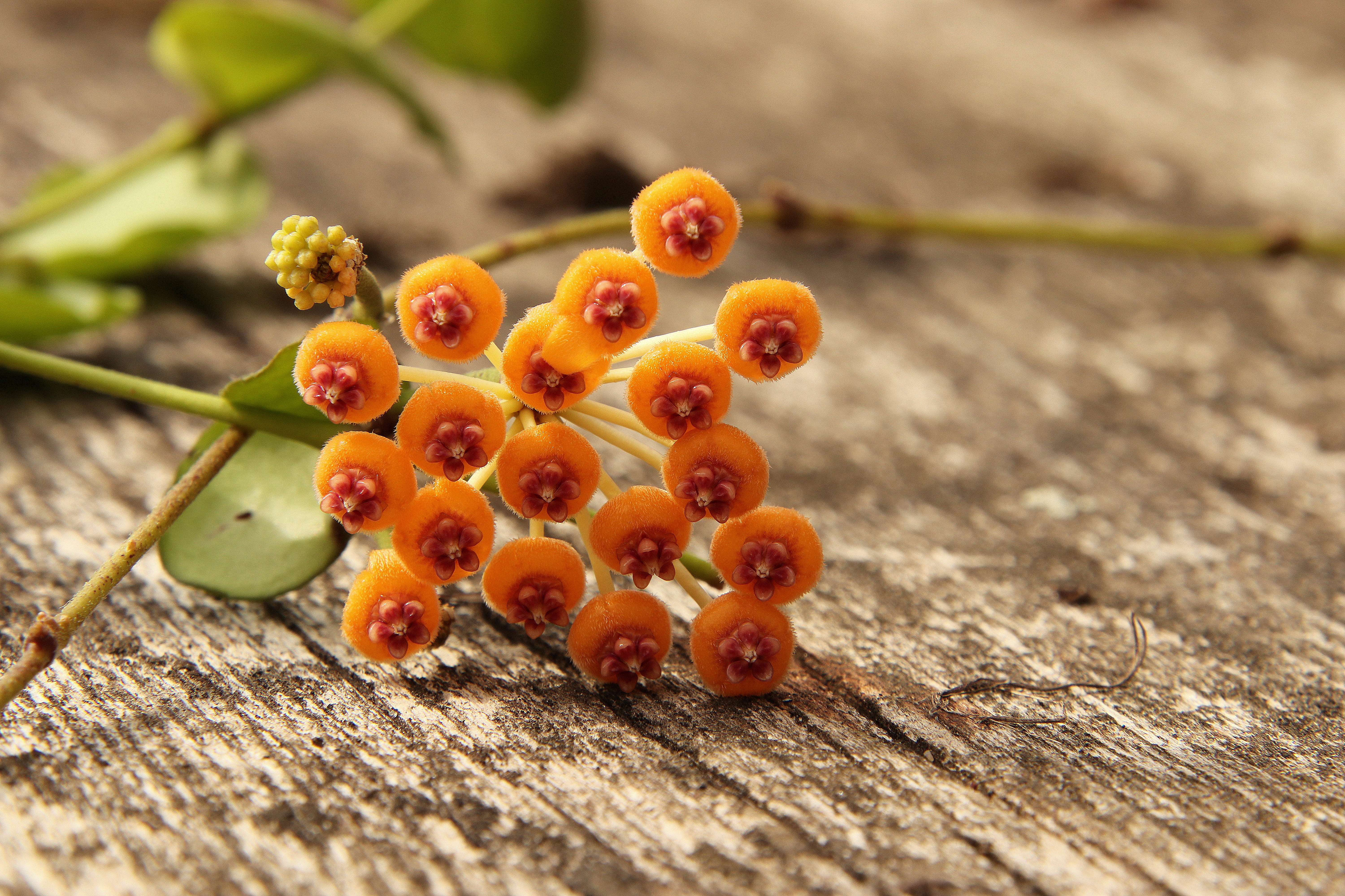 Hoya endauensis'23.08.27..JPG