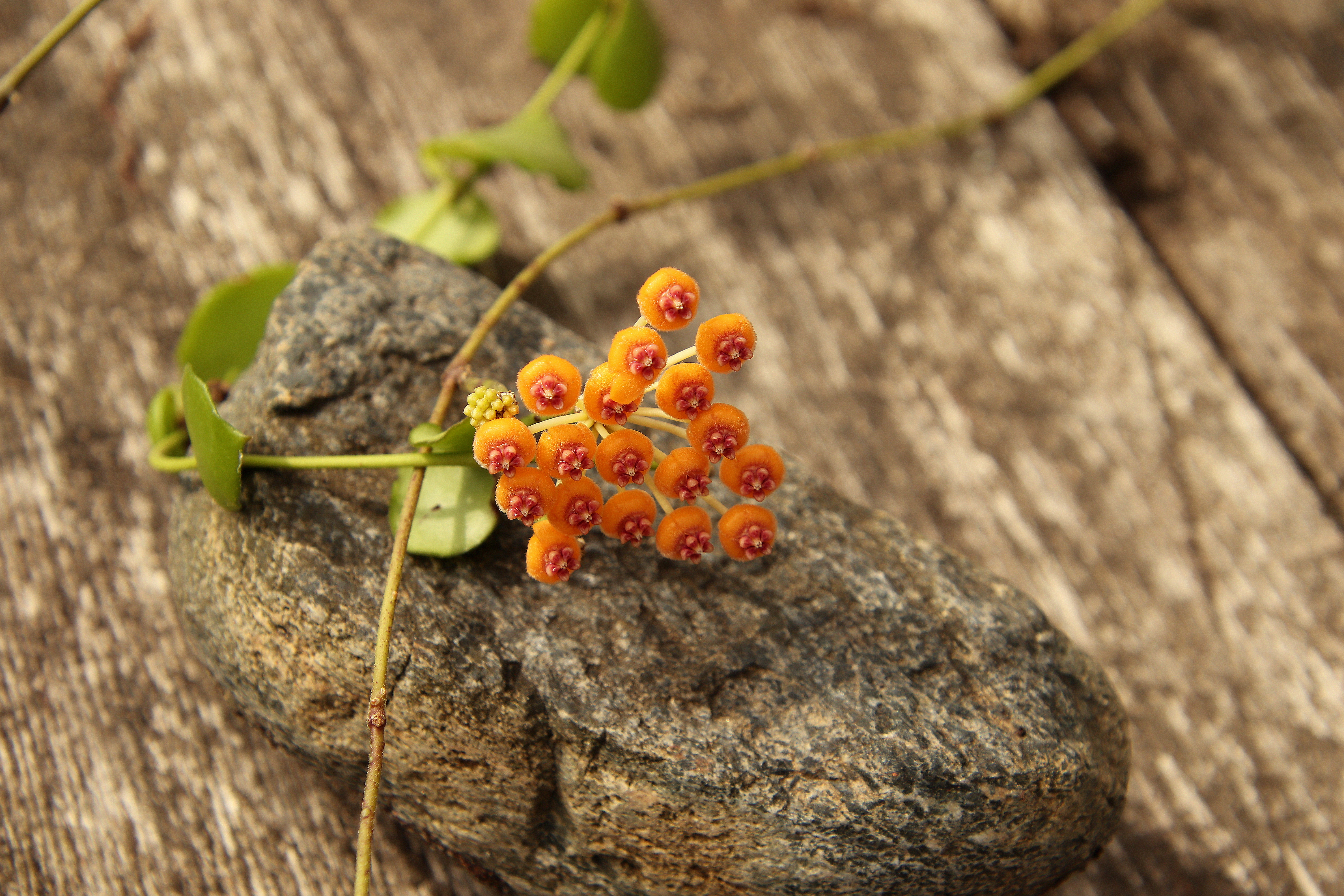 Hoya endauensis'23.08.27.JPG