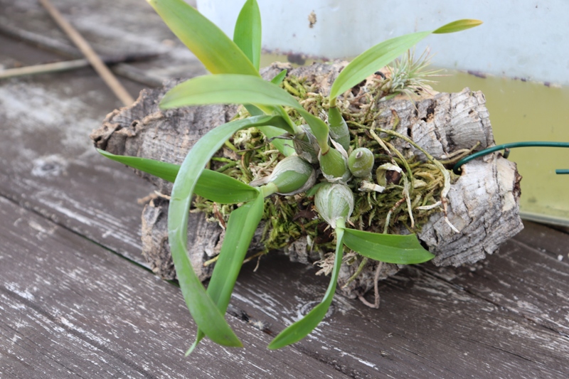 Encyclia mariae'19 (4).JPG