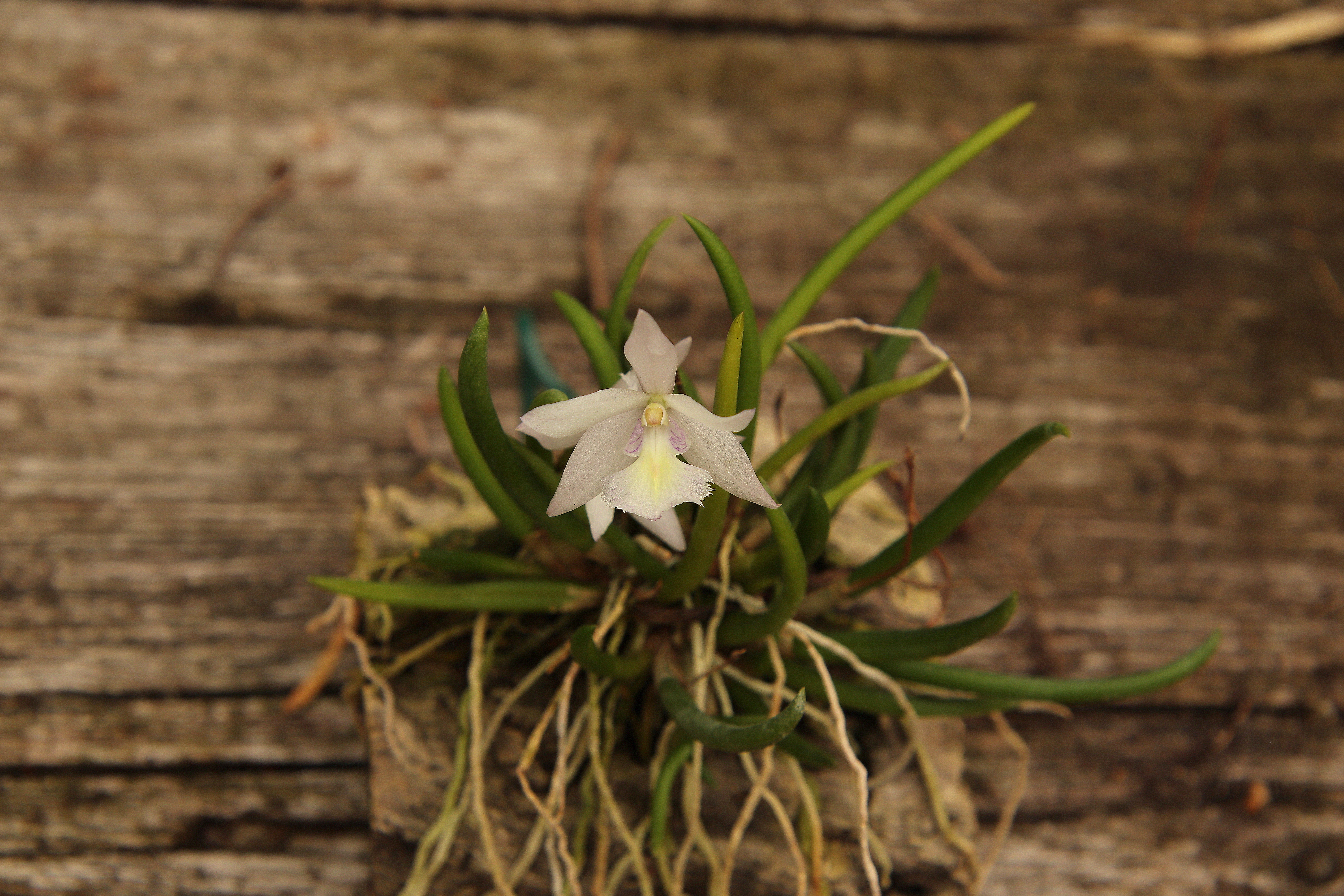 Leptotes harryphillipsii'23.08.27.JPG