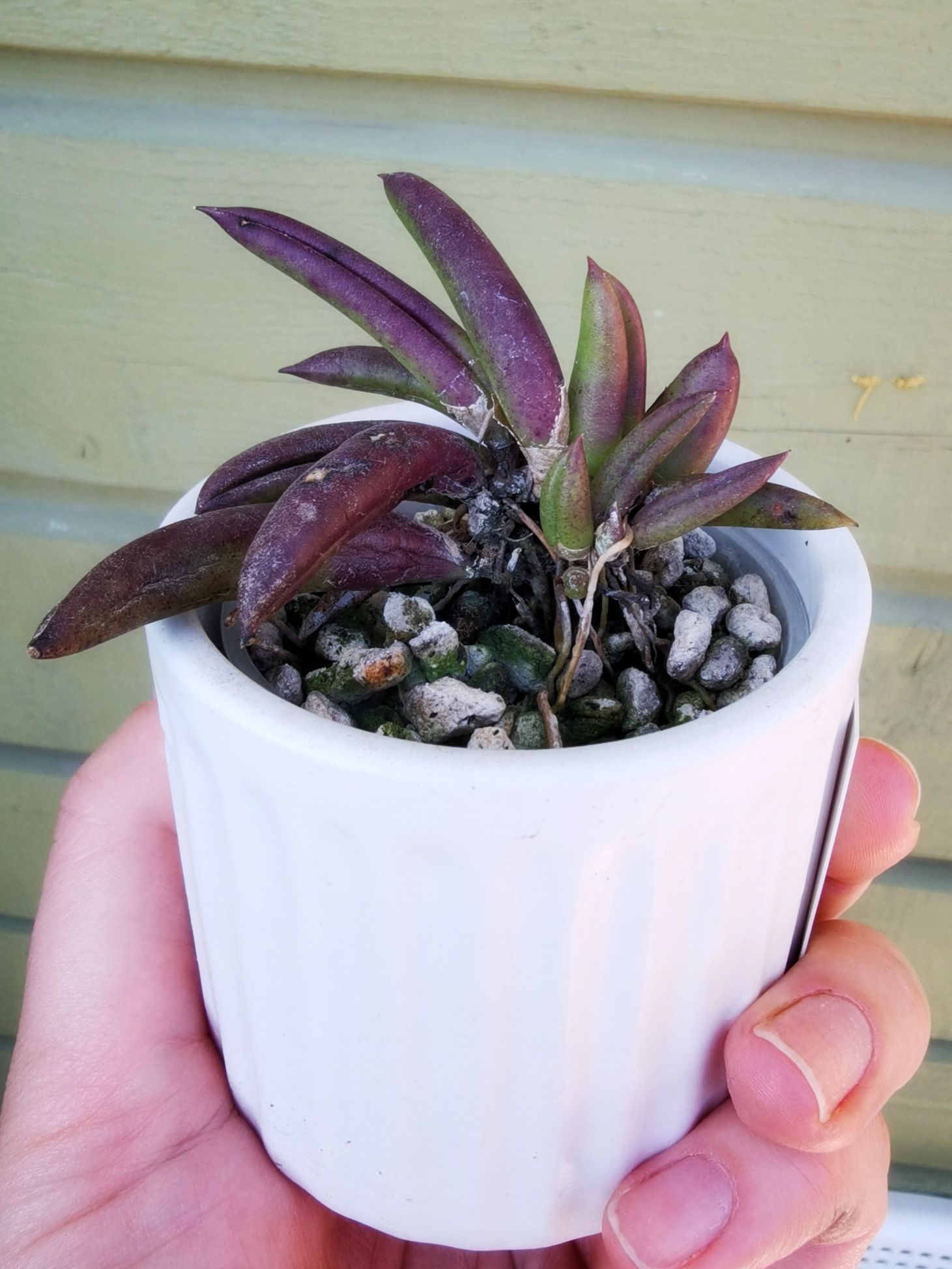 Pleurothallis teres