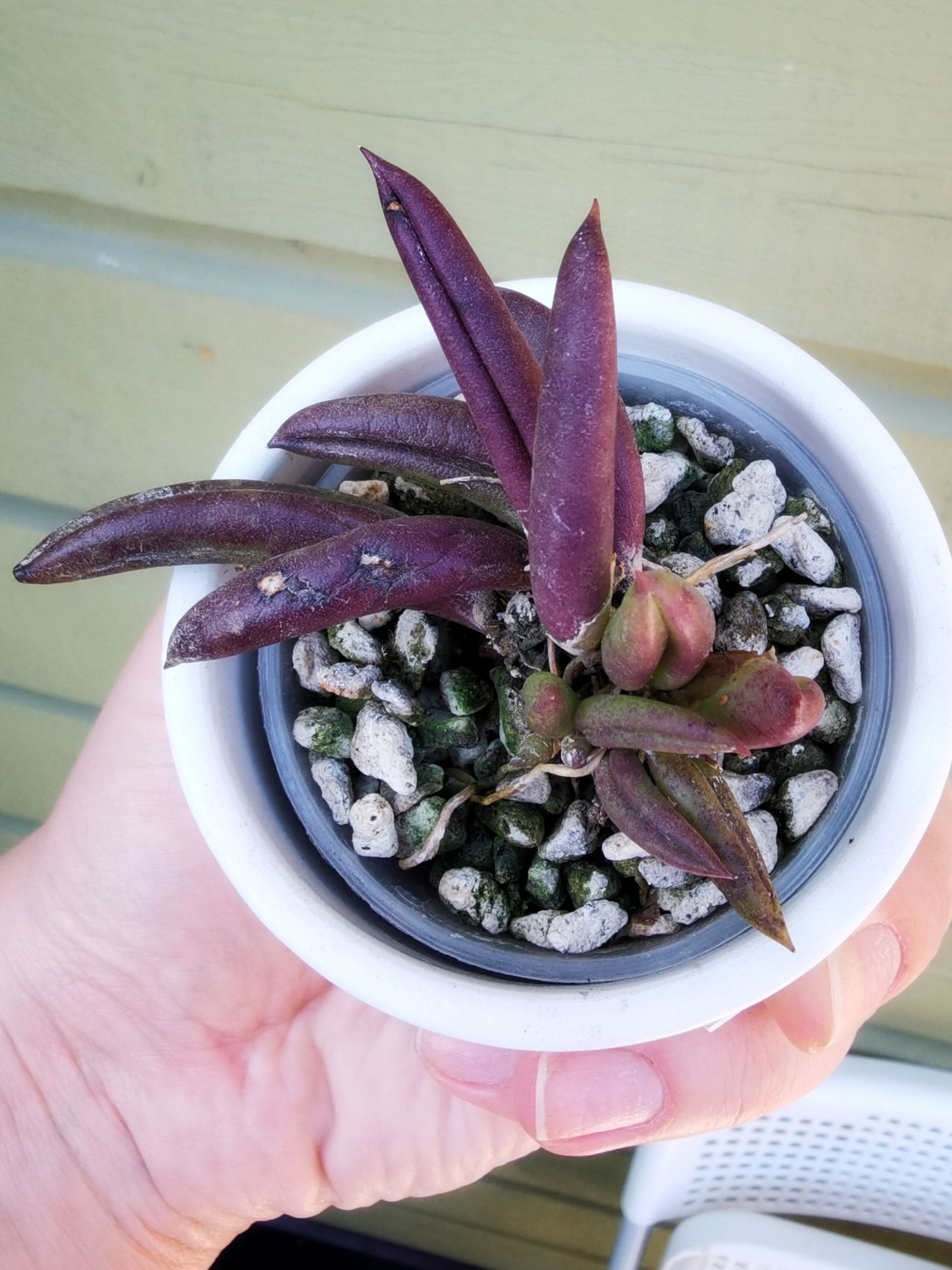 Pleurothallis teres