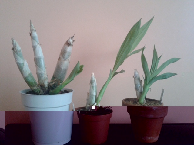 2012-04-17 09.46.262.jpg