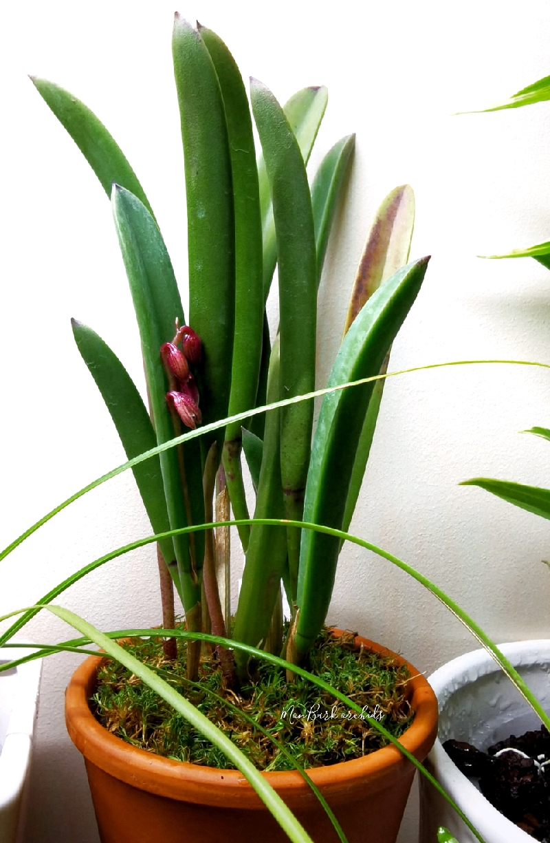 Pleurothallis fabiobarrosii