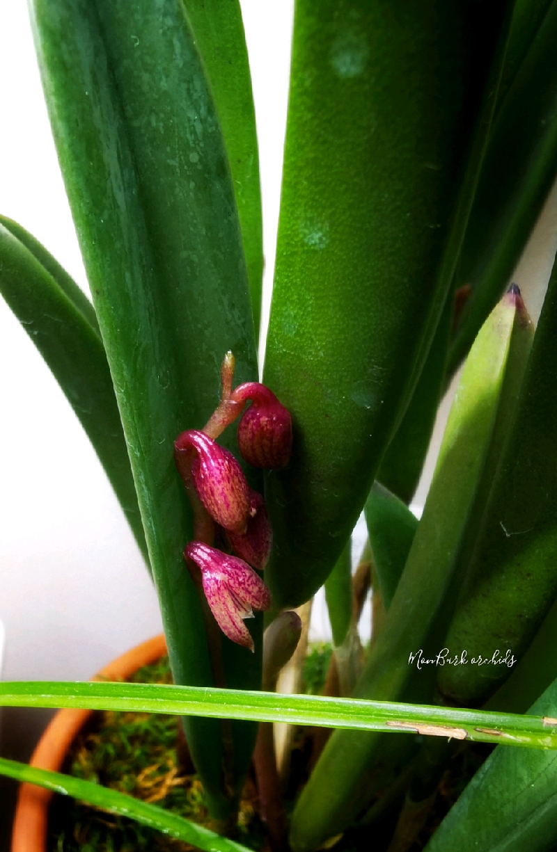 Pleurothallis fabiobarrosii