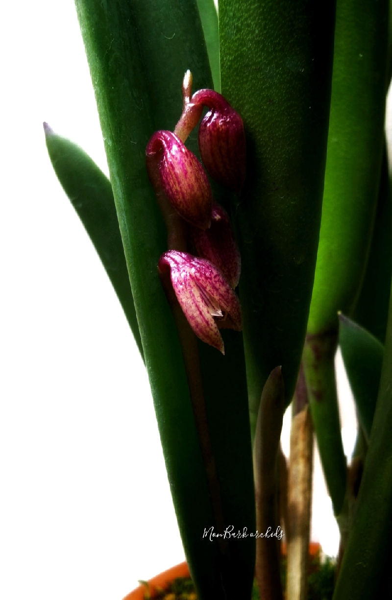 Pleurothallis fabiobarrosii