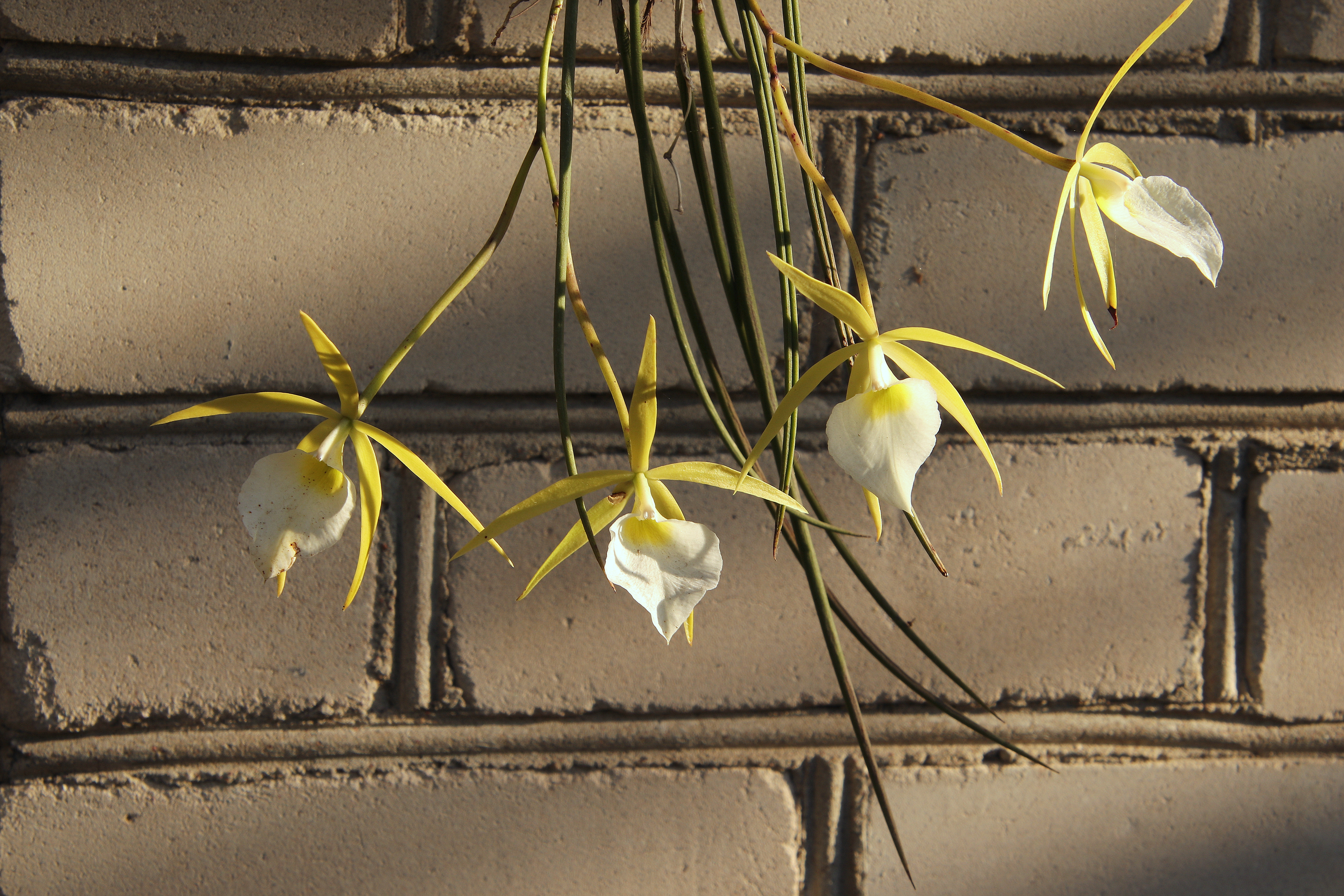 Brassavola perrinii'23..JPG