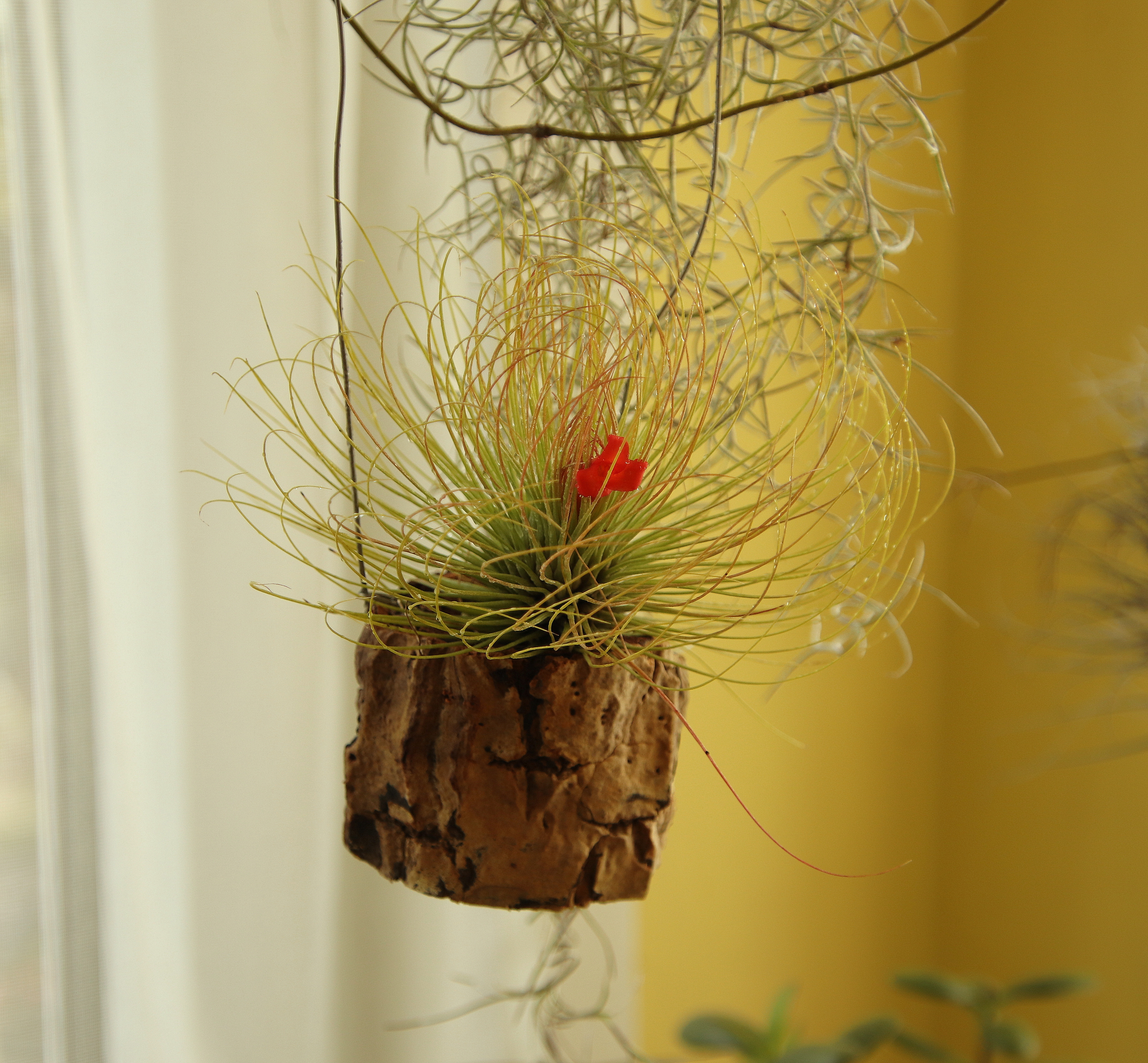 Tilandsia andreana'23.10.JPG
