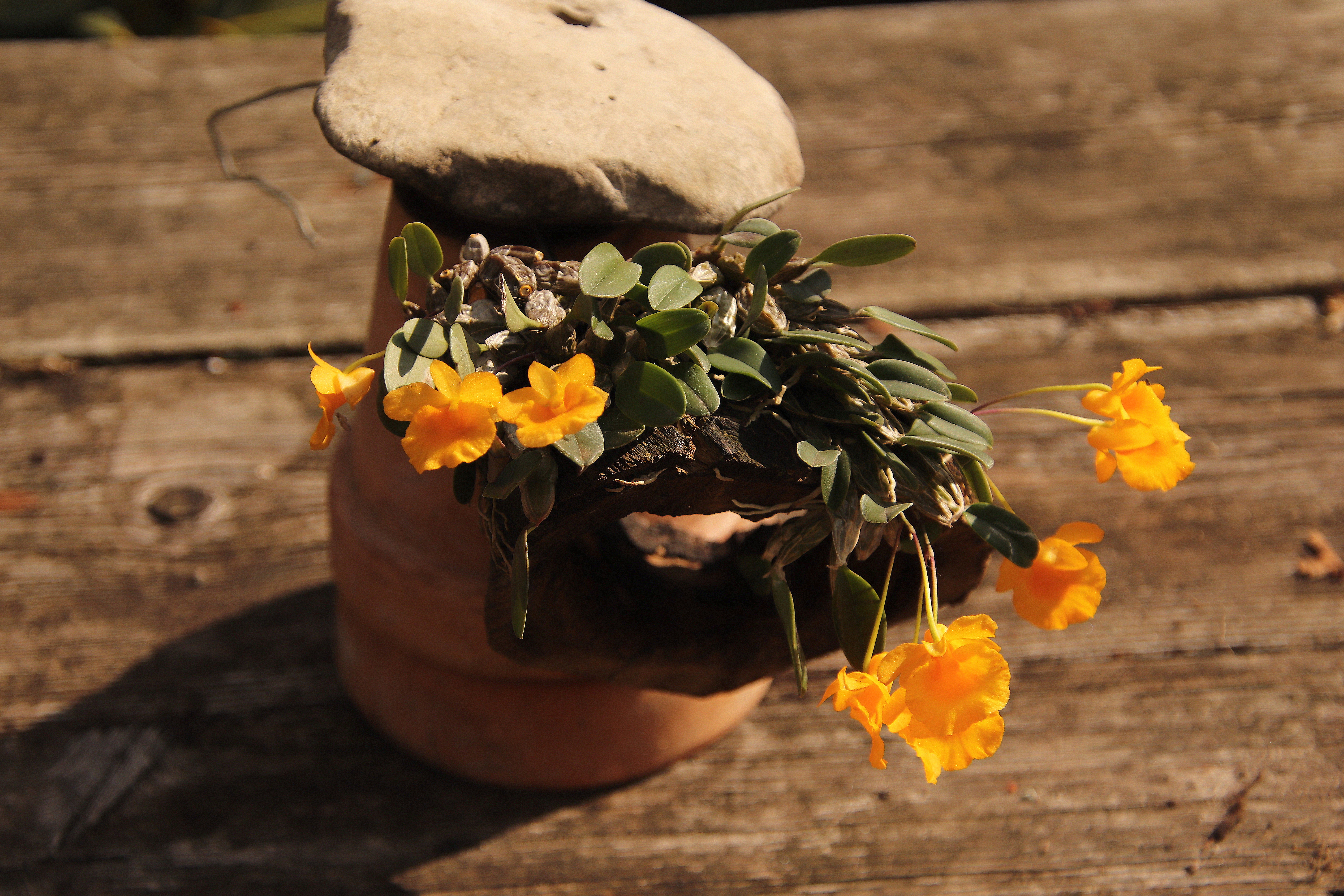 Dendrobium jenkinsii'23.09.JPG