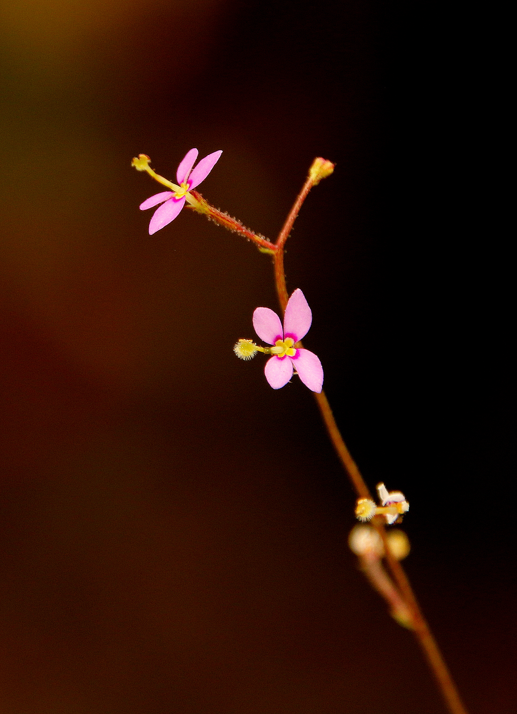 Stylidium debile'23.08.JPG