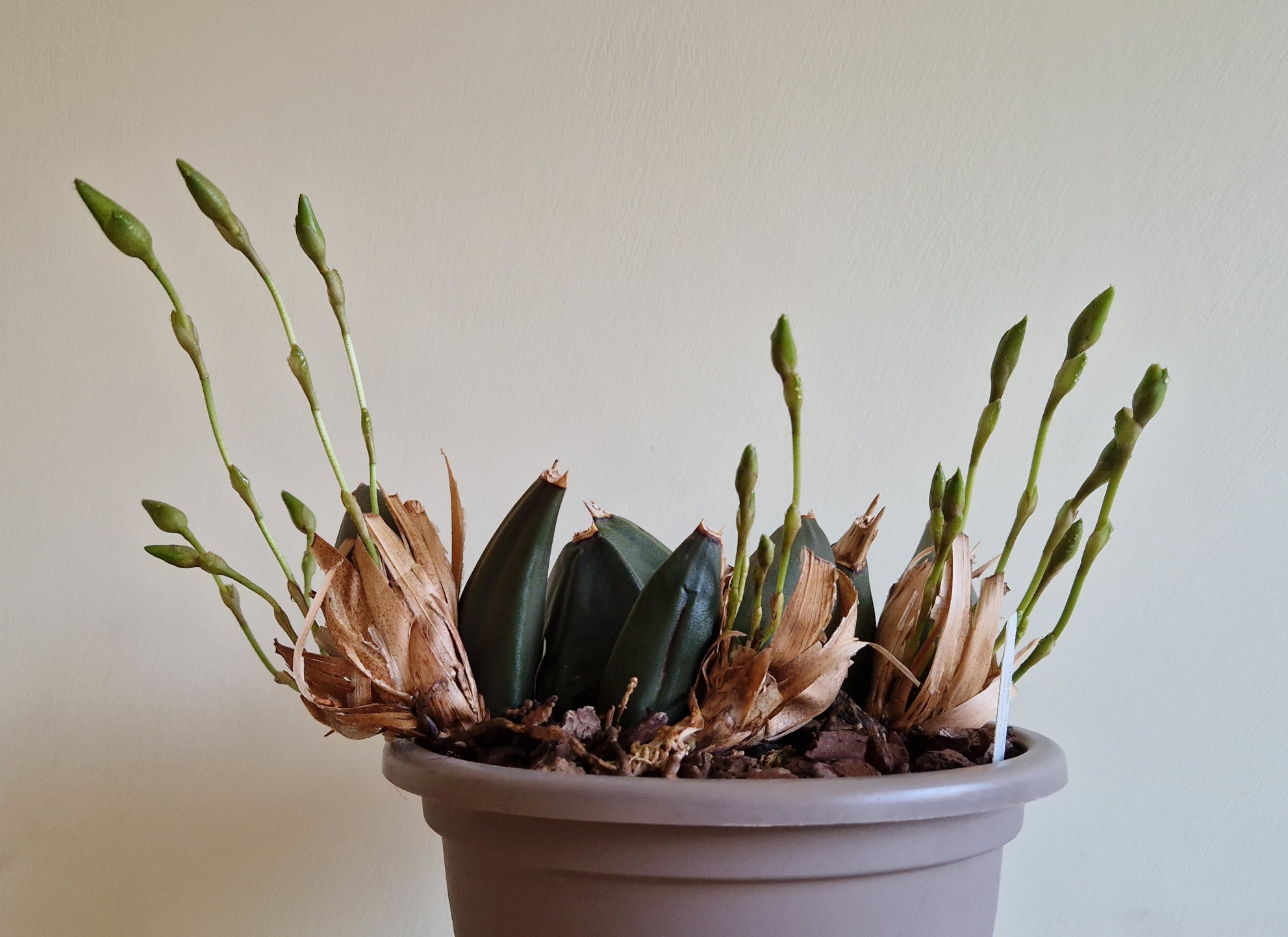 Lycaste cruenta