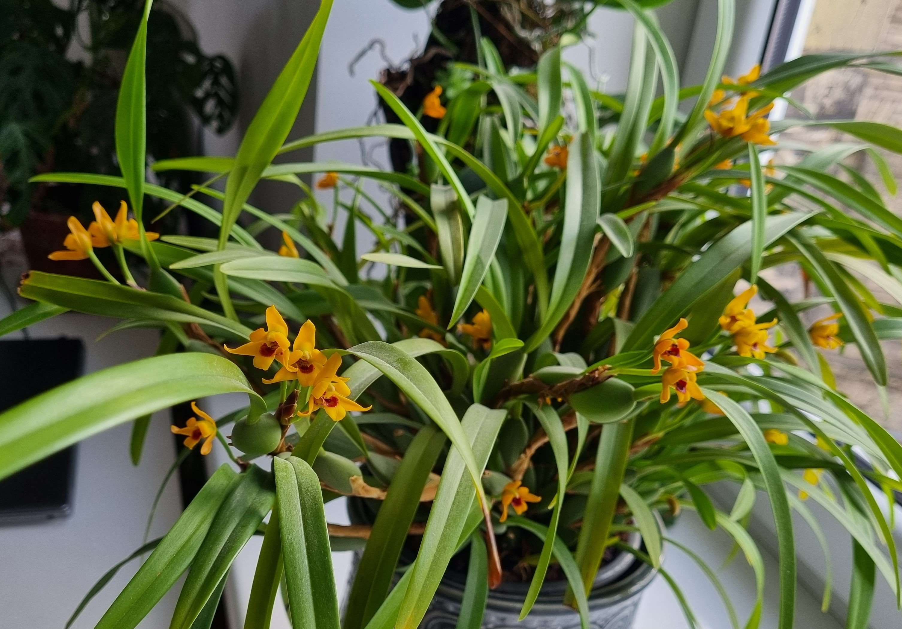 20240208_Maxillaria variabilis.jpg