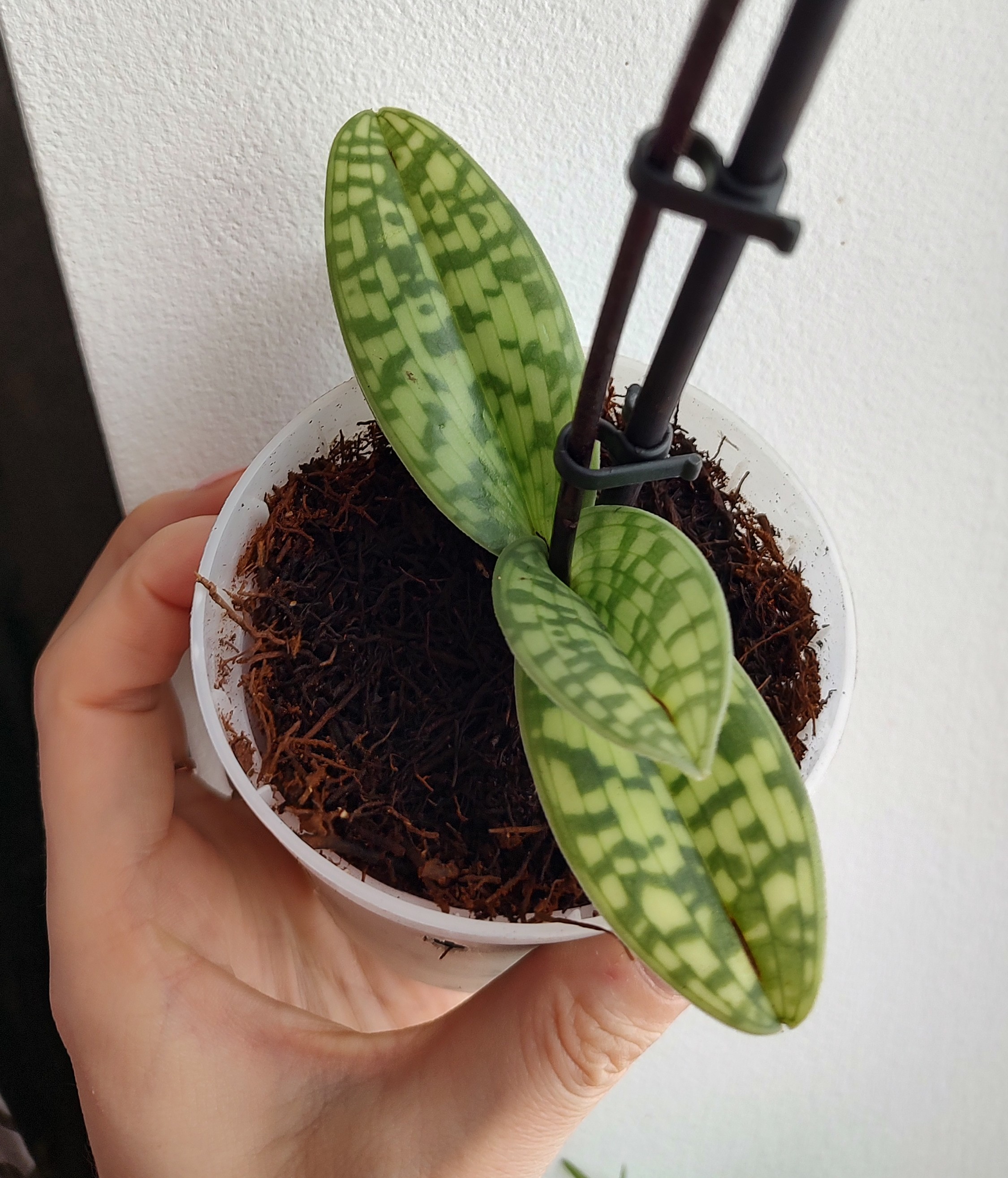 Paph.