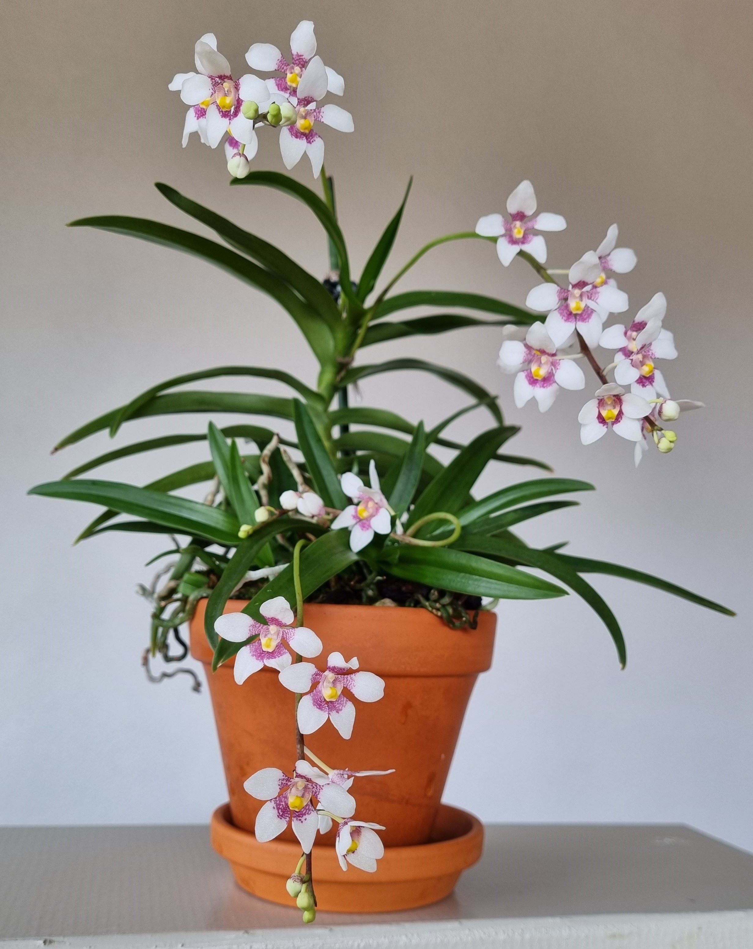 20240314_Sarcochilus fitzgeraldii.jpg