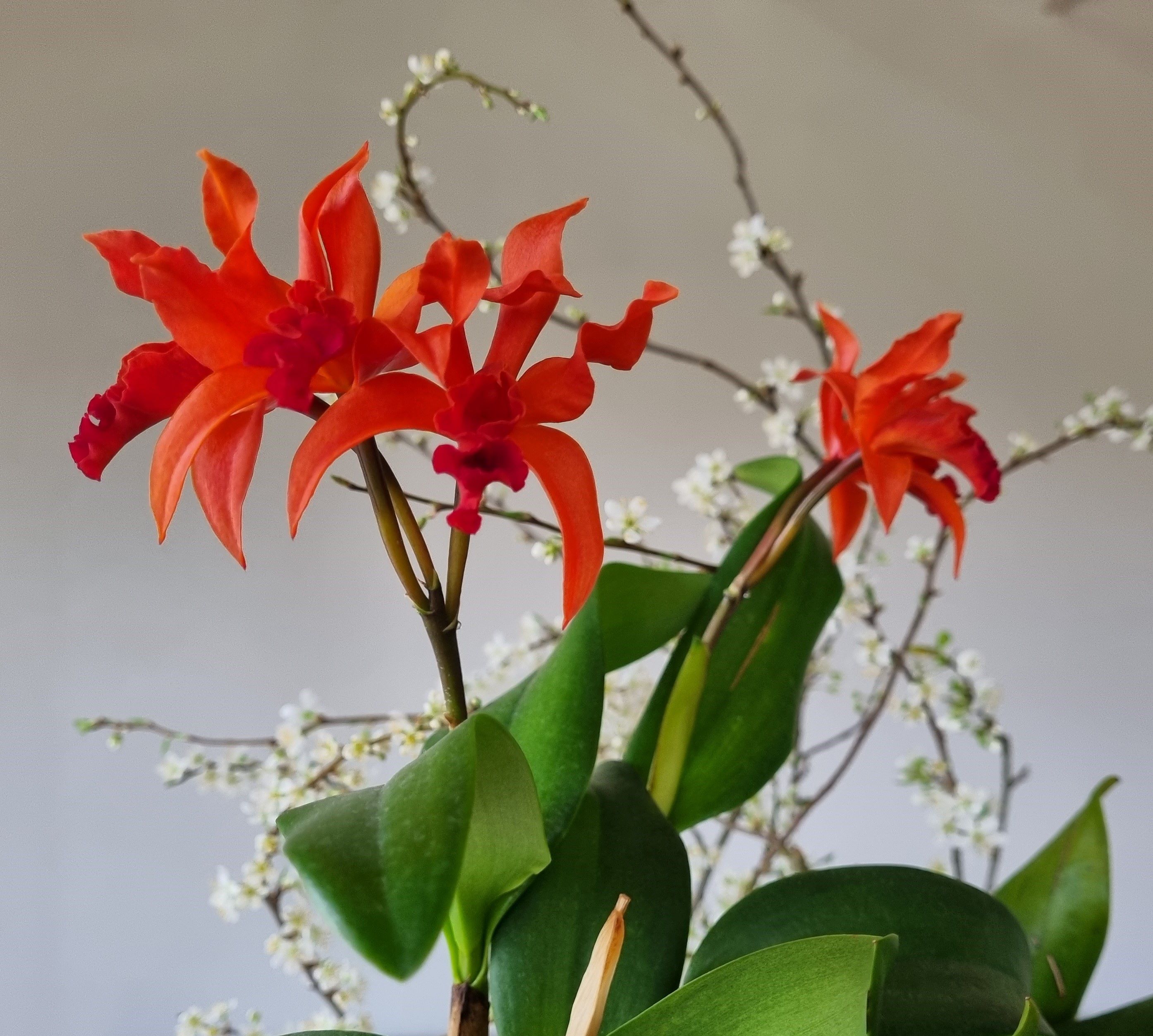 20240402_Cattleya NoID.jpg