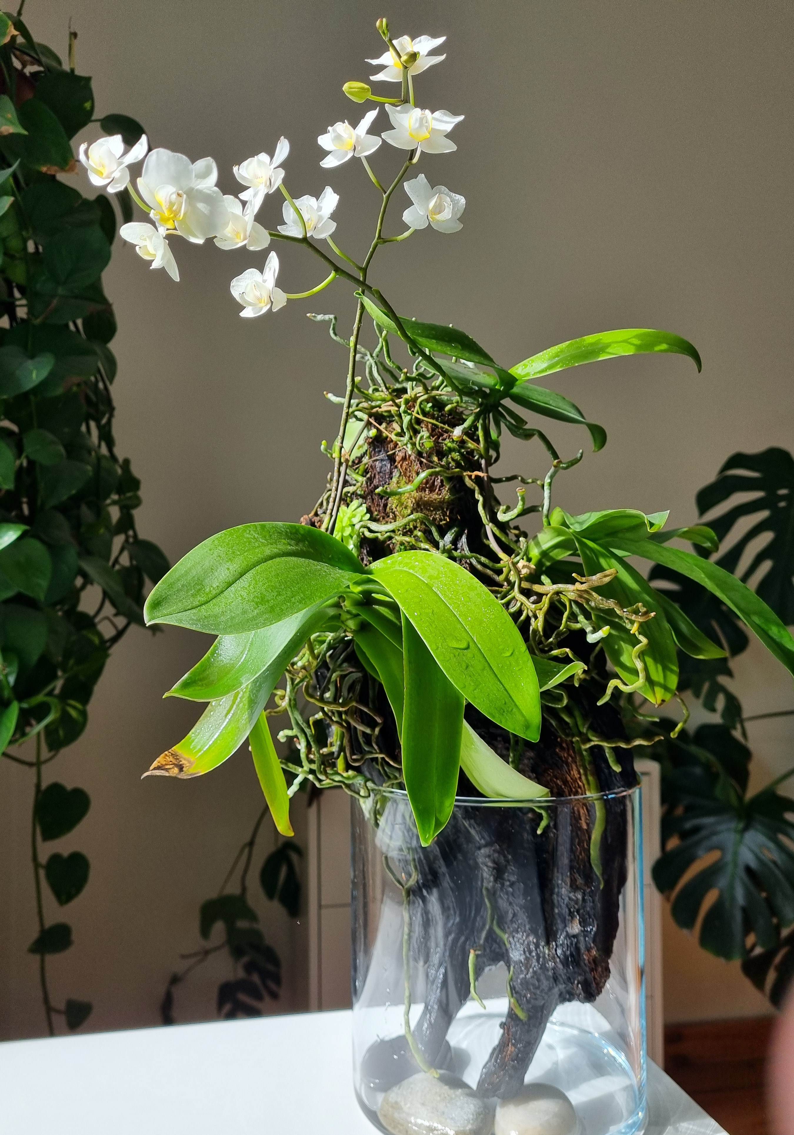 20240417_Phalaenopsis mini NoID.jpg