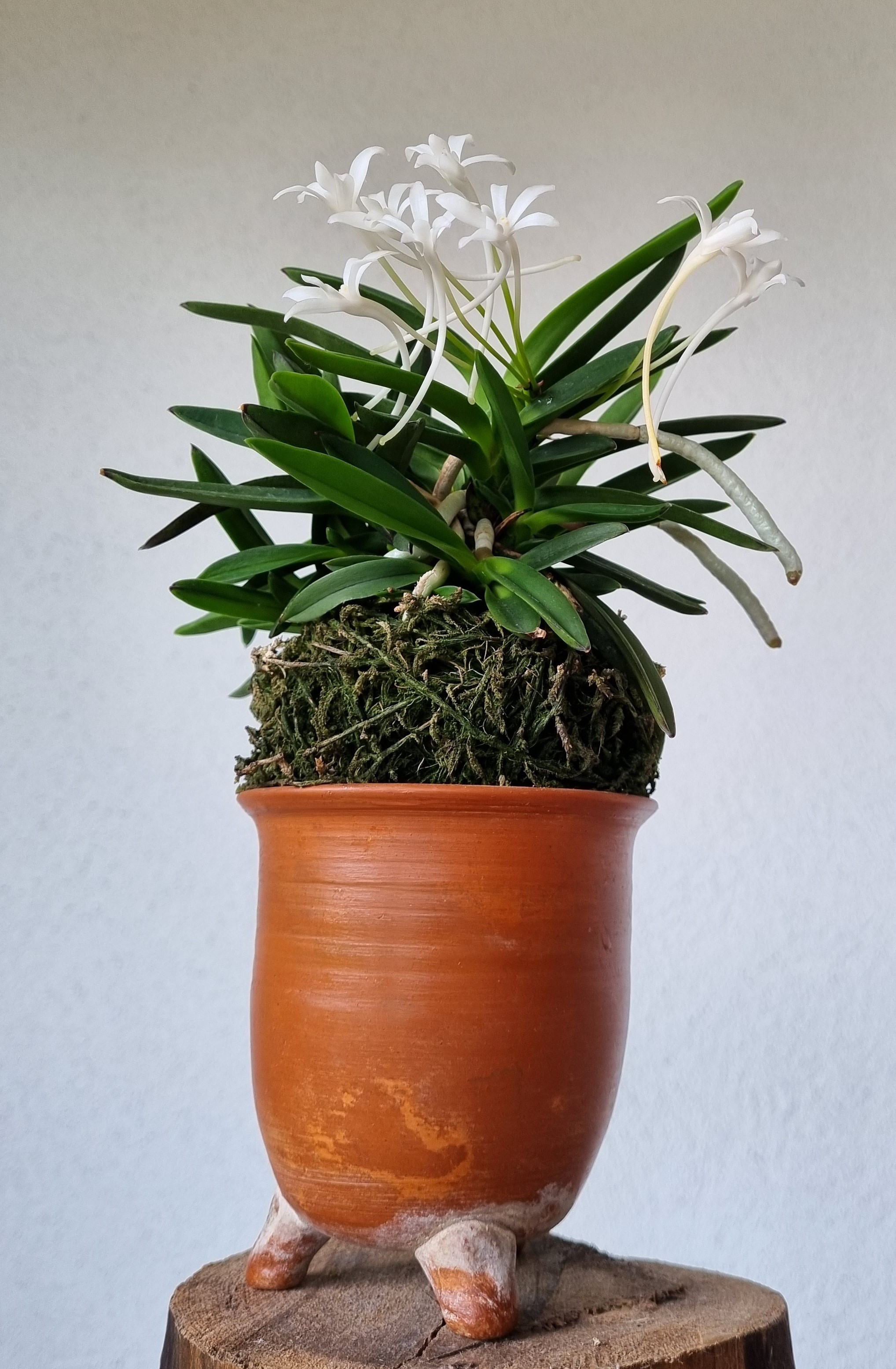20240614_ Neofinetia gal Suae1.jpg