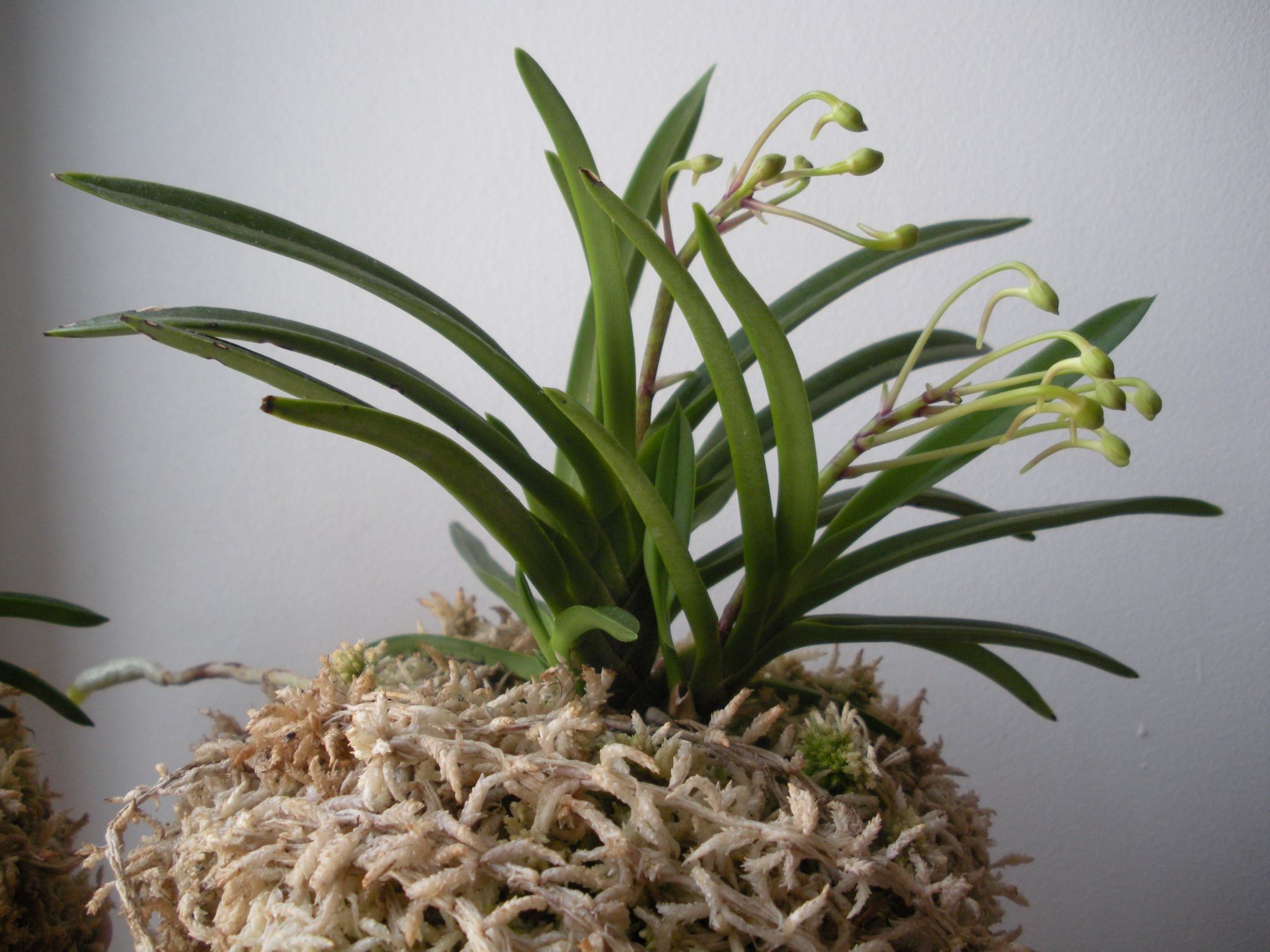 Neofinetia falcata1.JPG