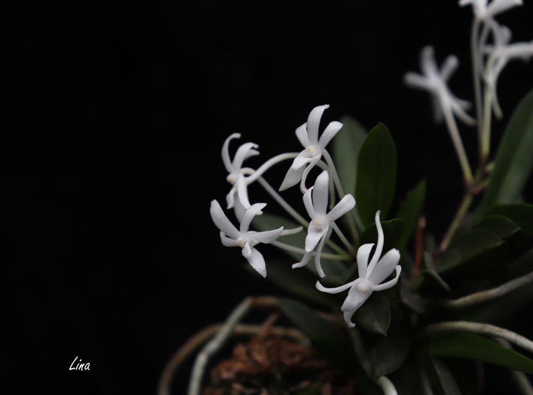 Neofinetia falcata 'Oonami Seikai' 大波青海 (Jukai)20.05.24..jpg