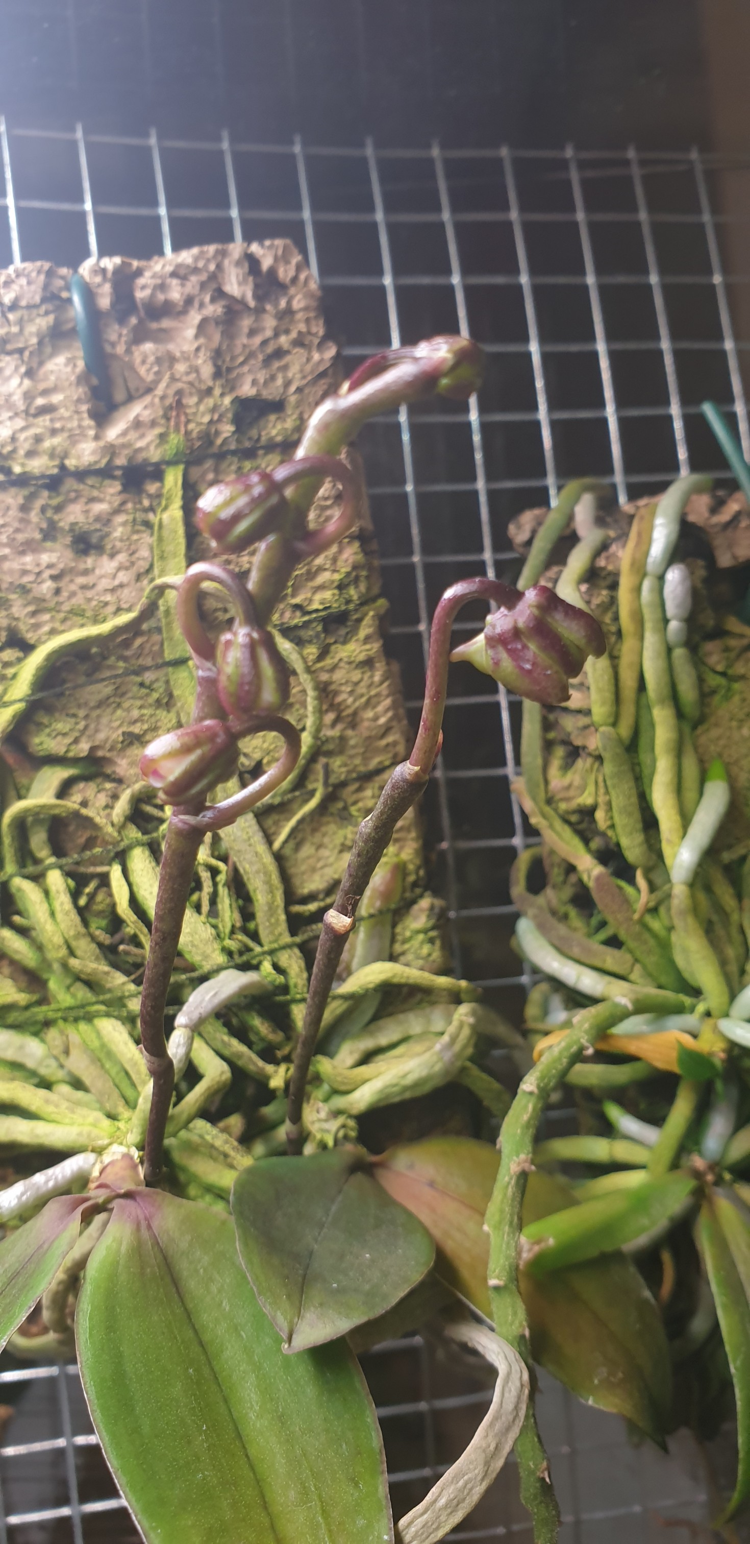 phal.braceana.jpg