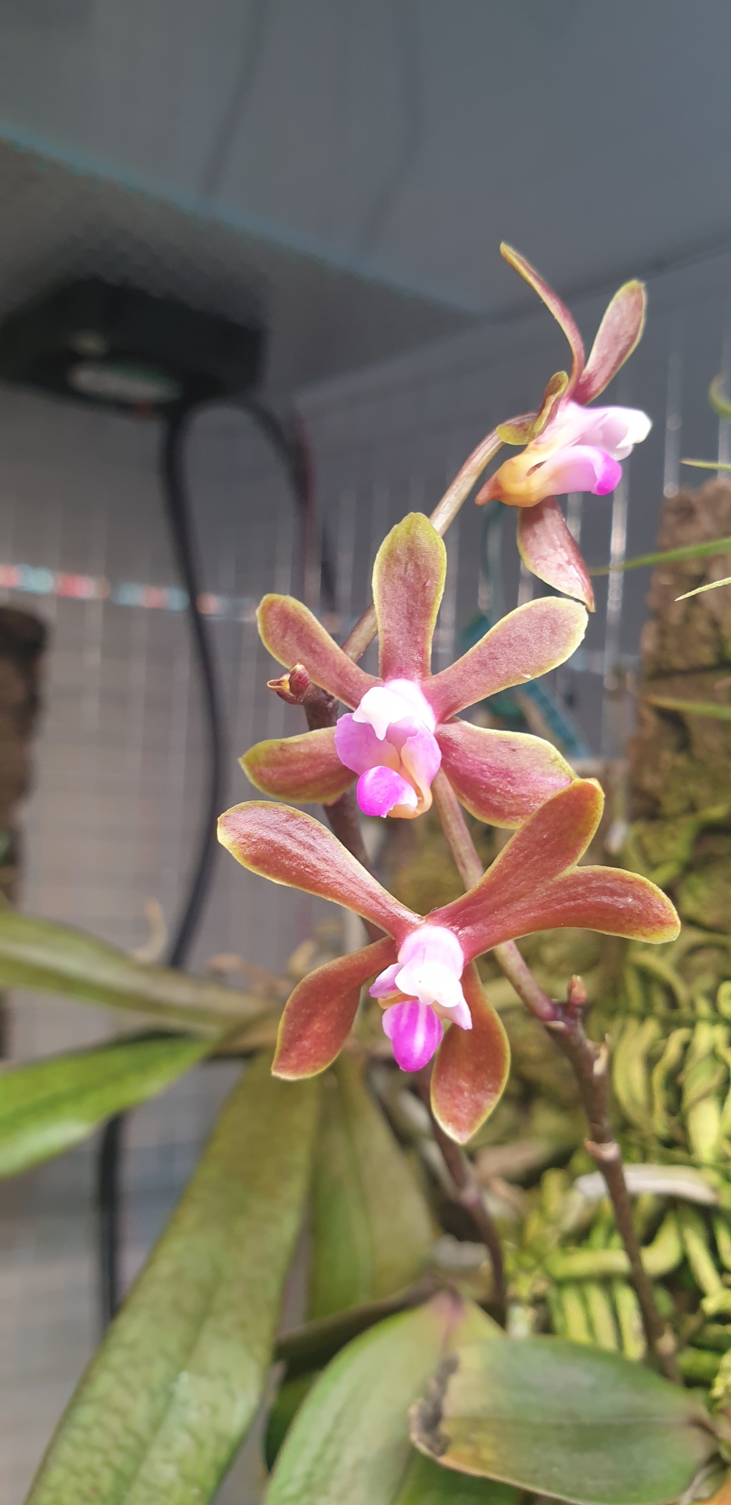 p.braceana.jpg