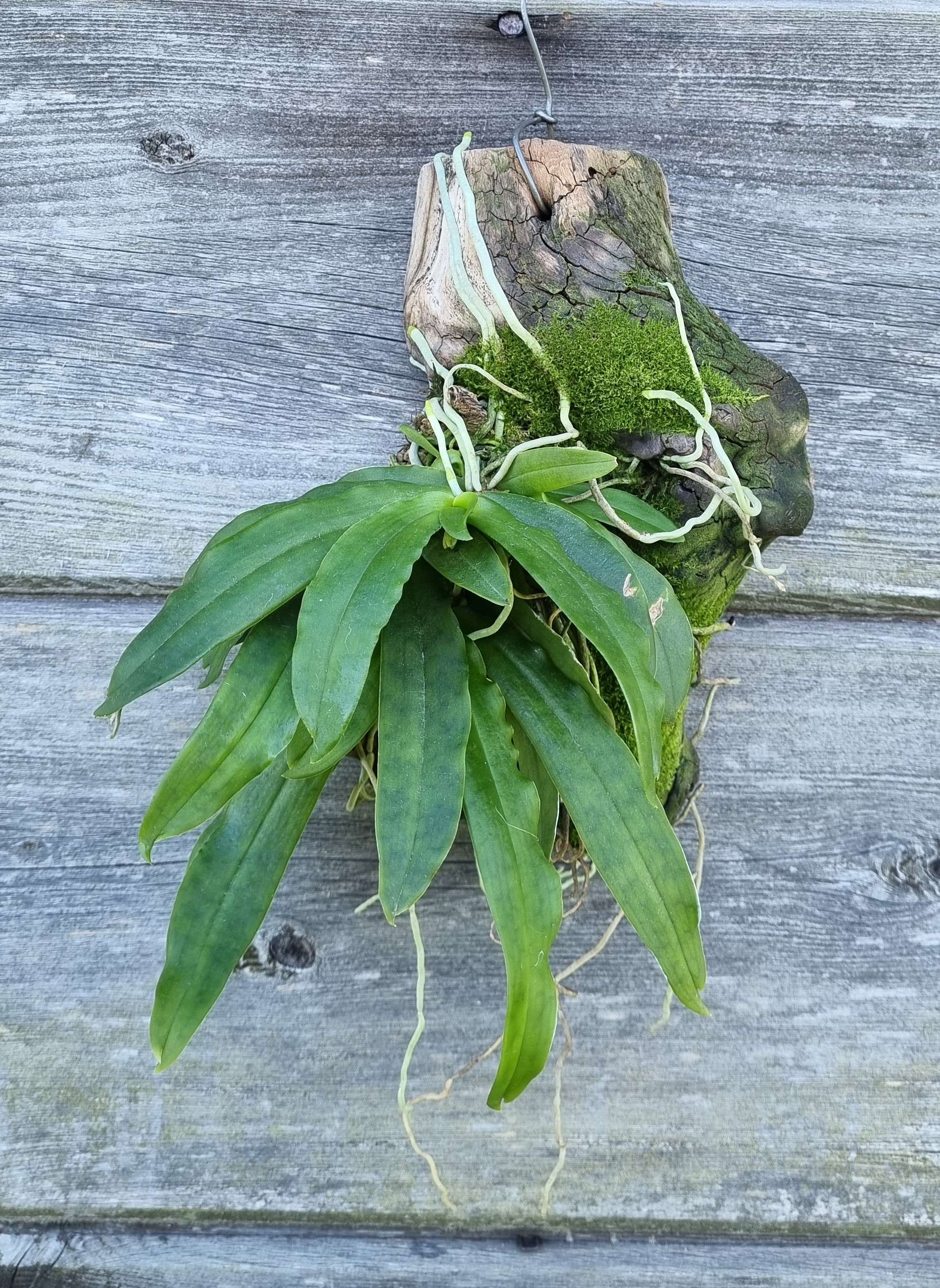 20241012_Gastrochilus japonicus1.jpg