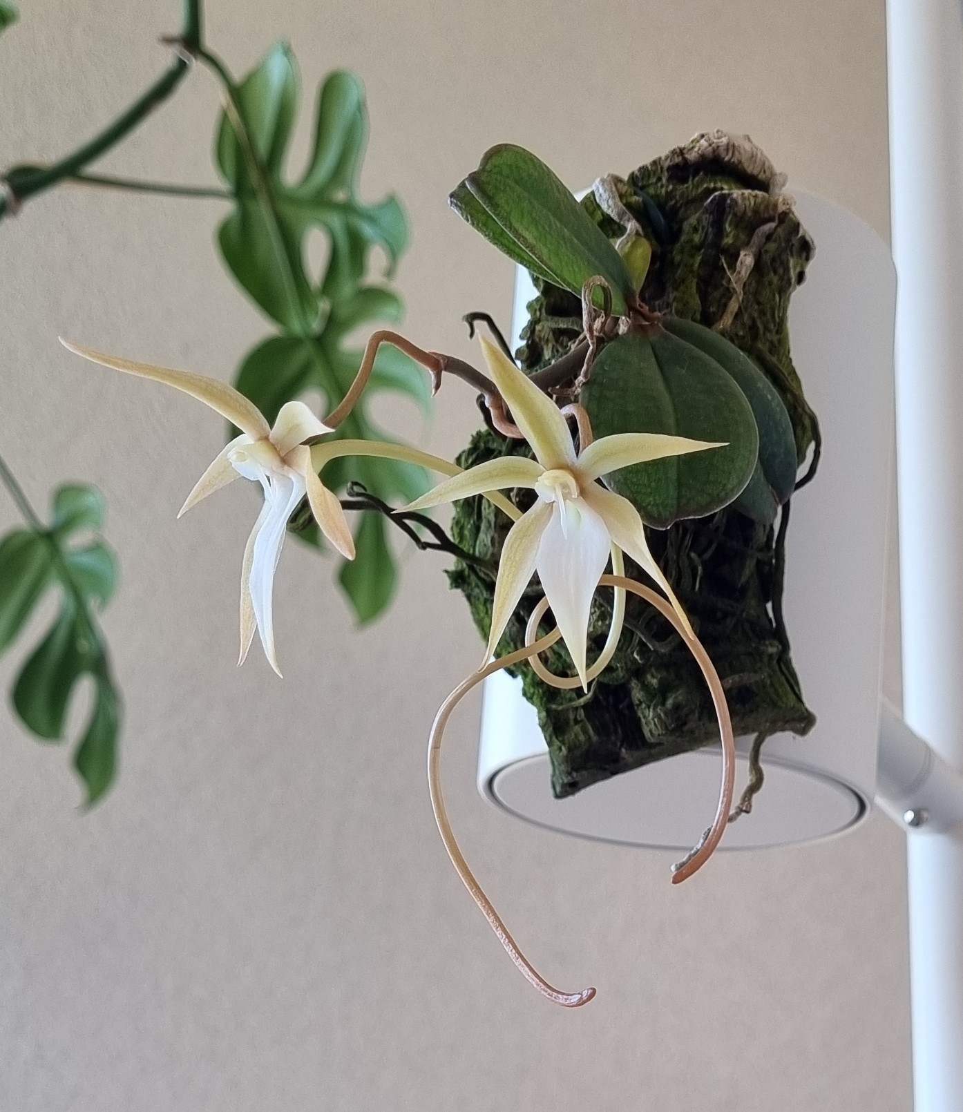 20250402_Aerangis monantha.jpg