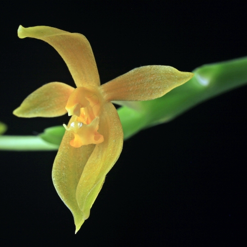 Phalaenopsis cornu cervi flava PS.jpg