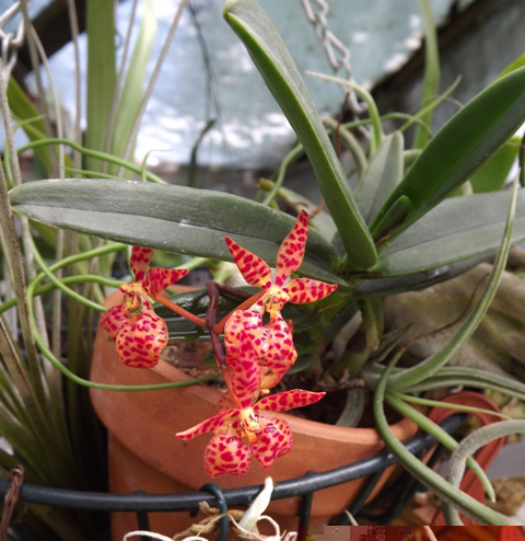 Renanthera monachica.JPG