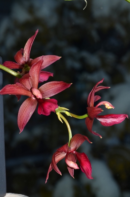 DSC_0396a.jpg
