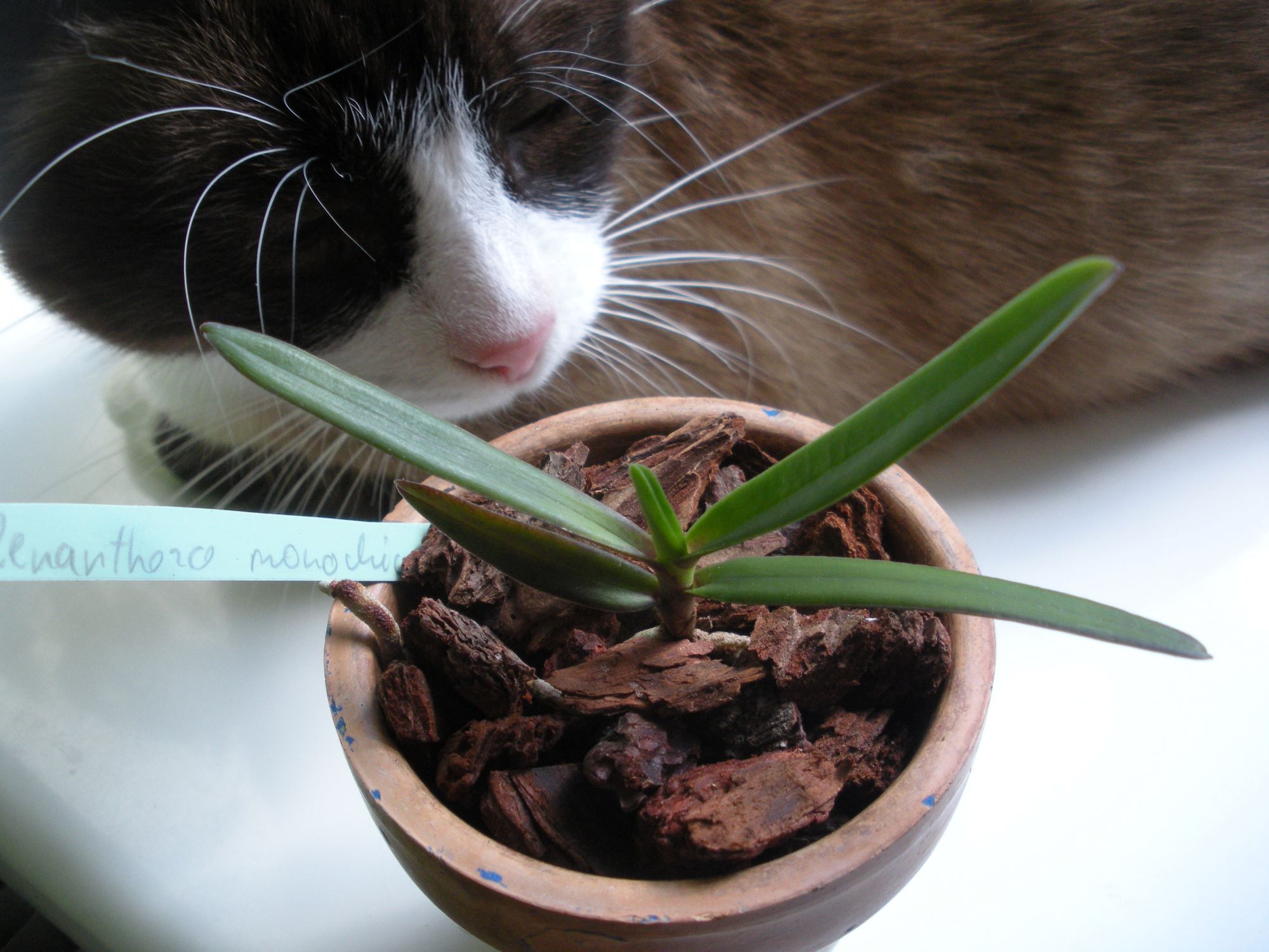 Renanthera monachica2.JPG