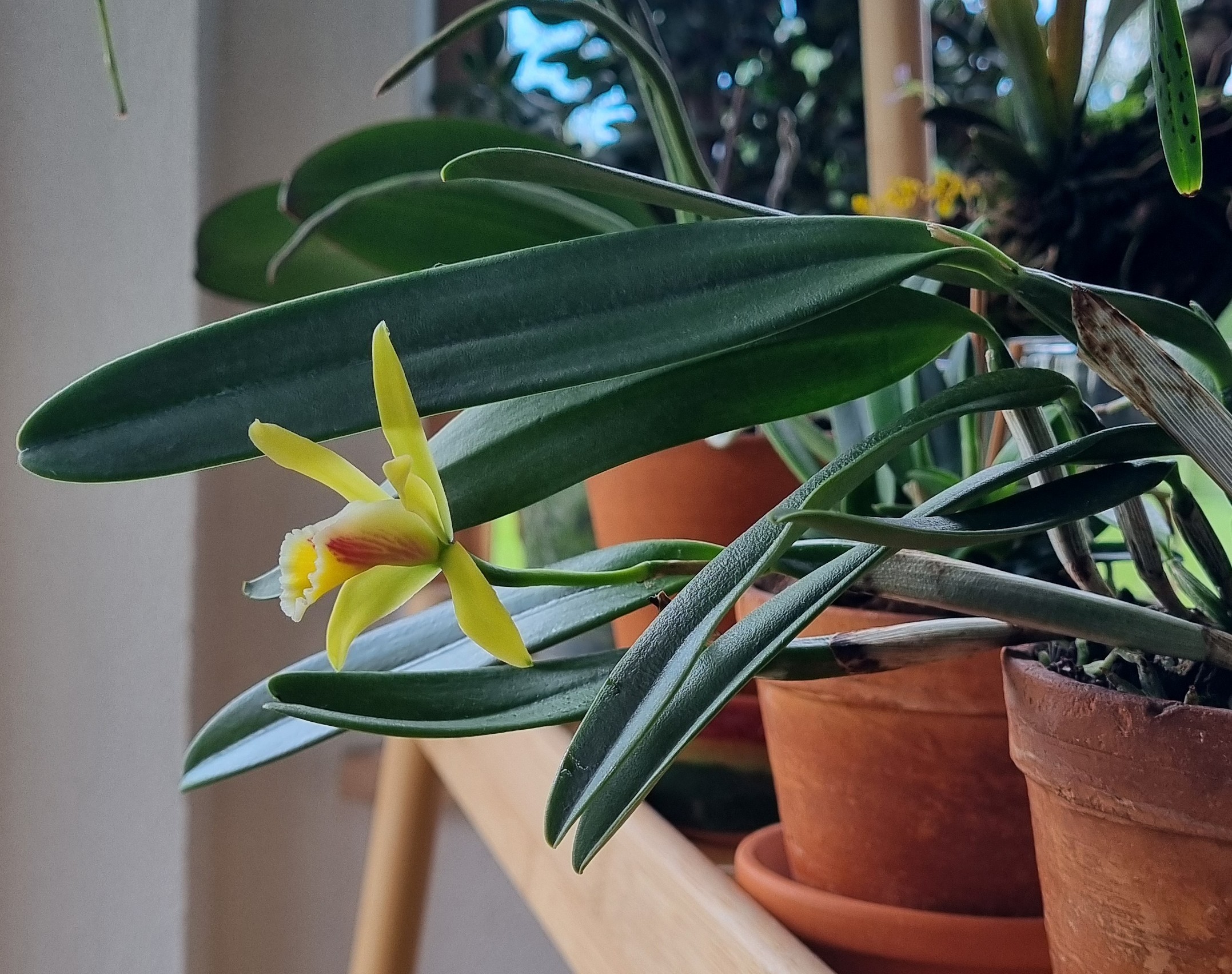 20250822_Cattleya luteola.jpg