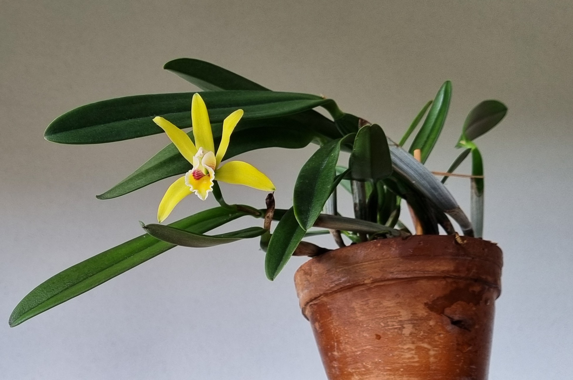 20250901_Cattleya luteola.JPG