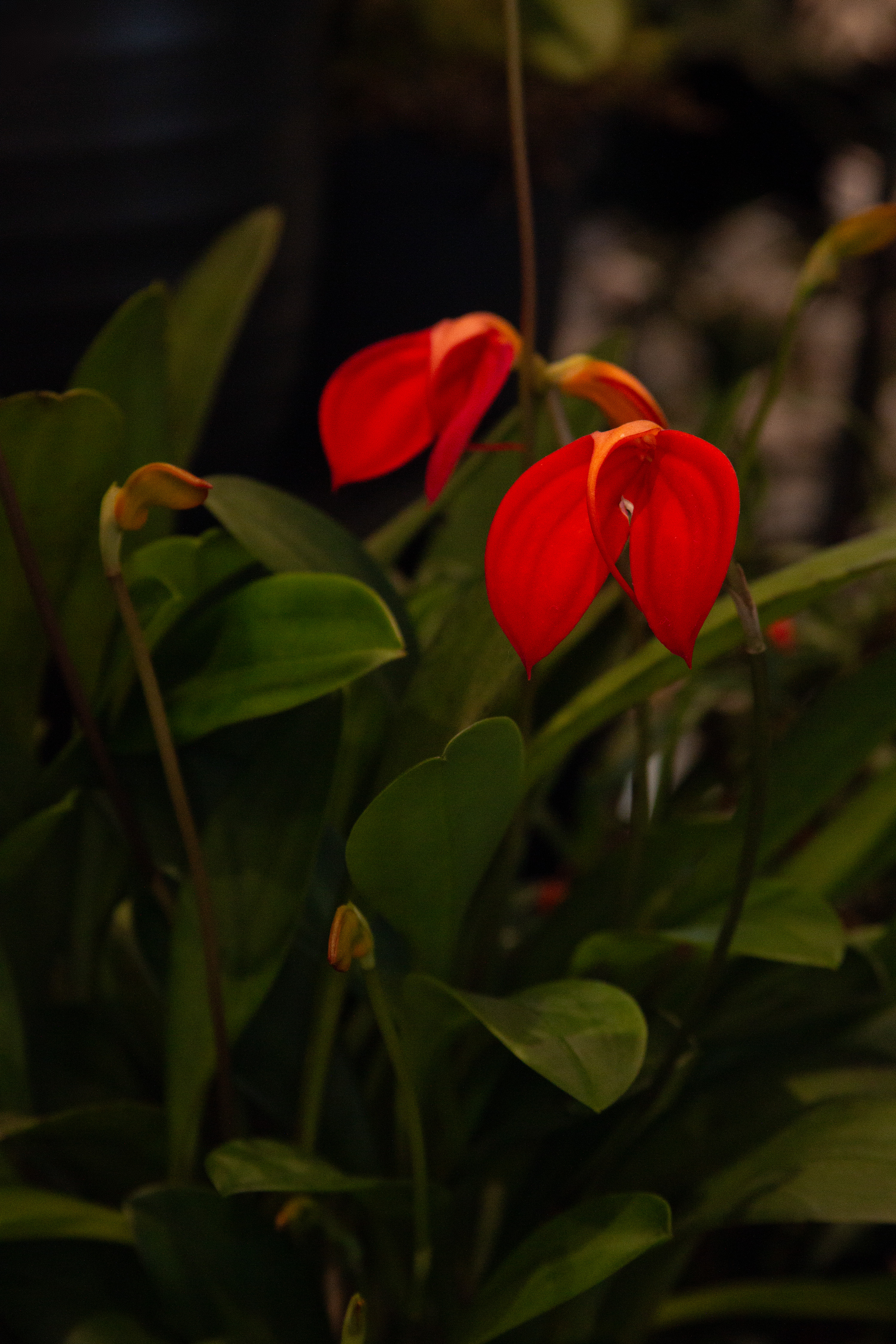 IMG_1063.jpg