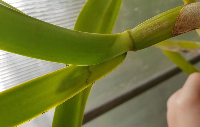 Laelia purpurata fma. schusteriana.jpg