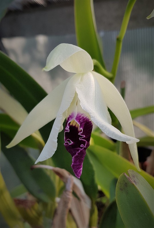 Laelia purpurata fma. schusteriana (1).jpg
