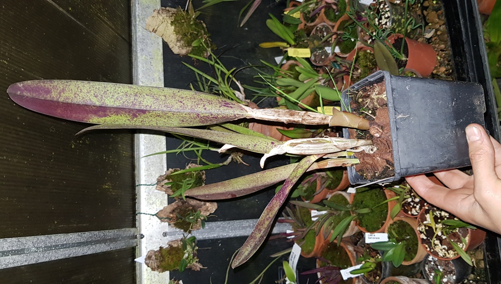 Laelia perrinii.jpg