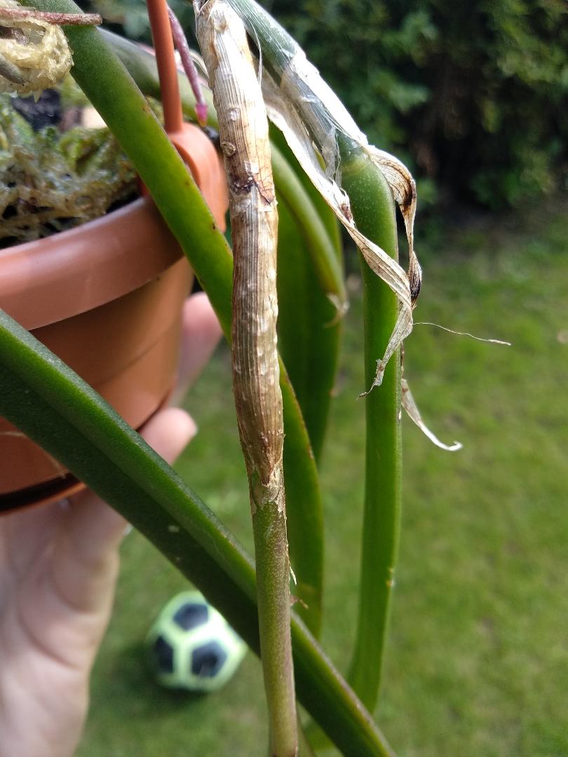 epidendrum.jpg
