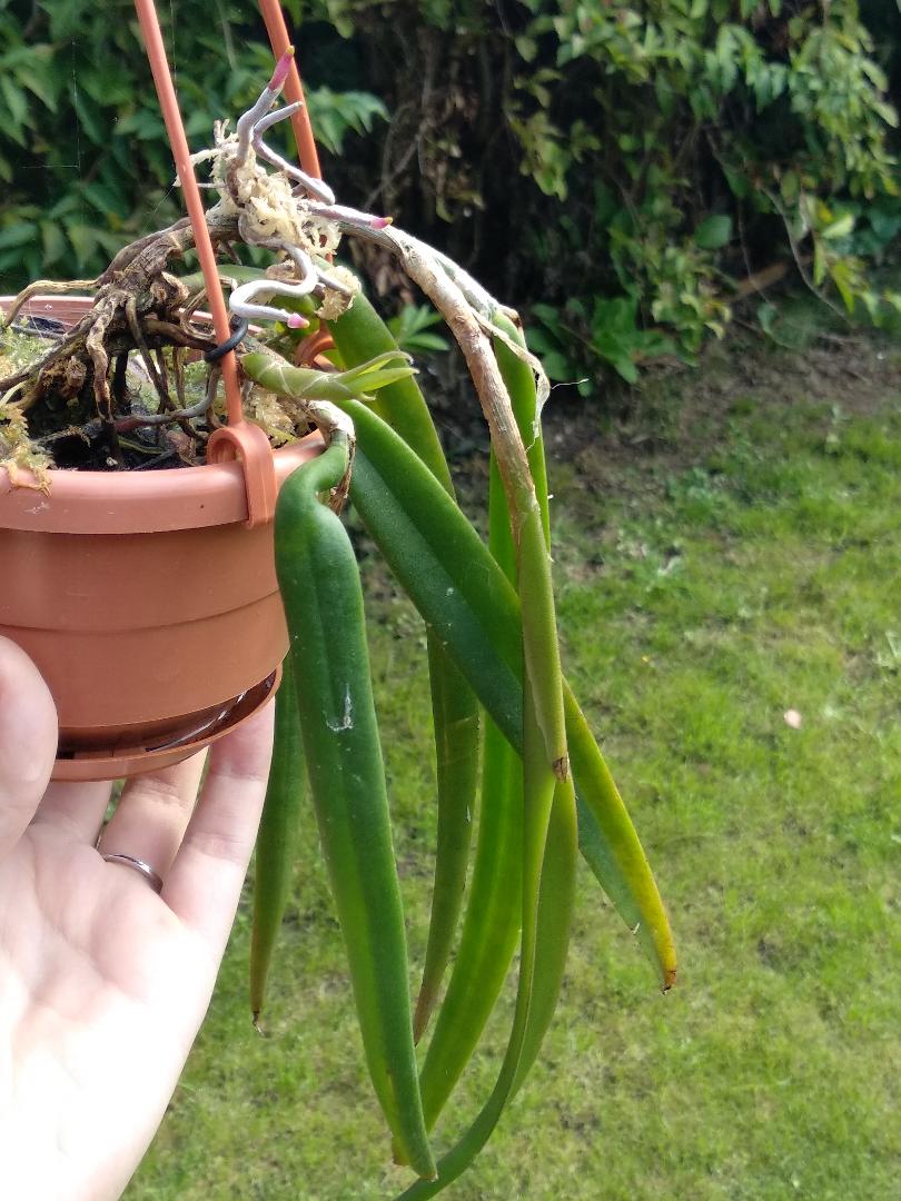 epidendru.jpg