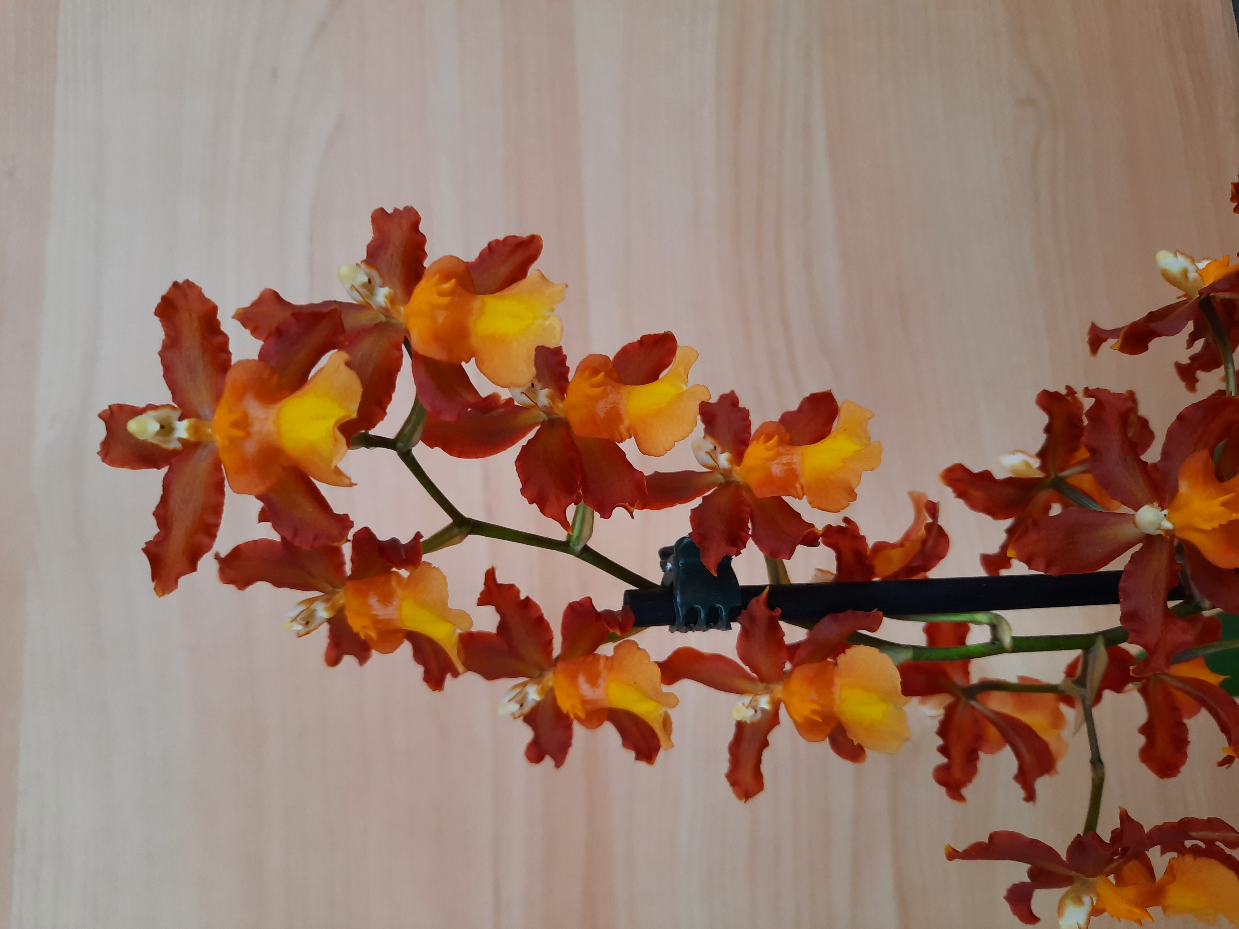 20201028_120551.jpg