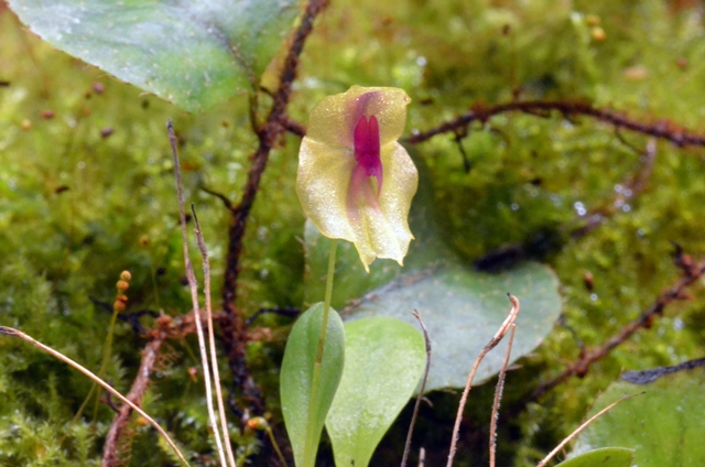 L. leporina.jpg