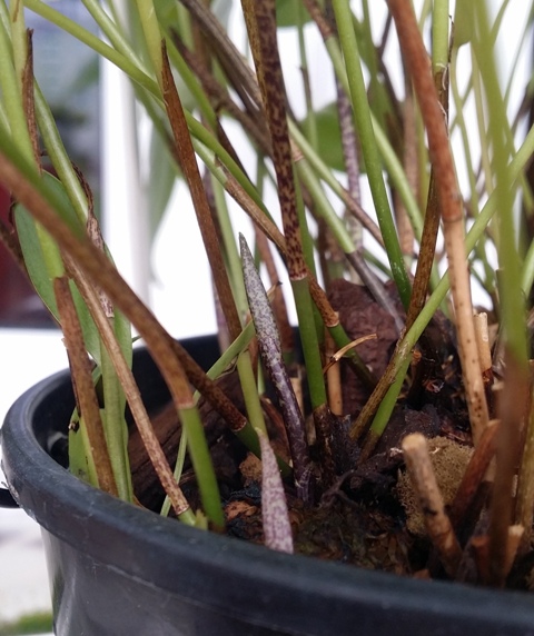 Pleurothallis rowleei 2013-11-02 1.jpg