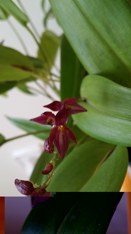 Pleurothallis rowleei 2013-10-27 2.jpg