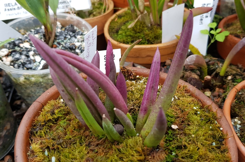 Pleurothallis teres.jpg