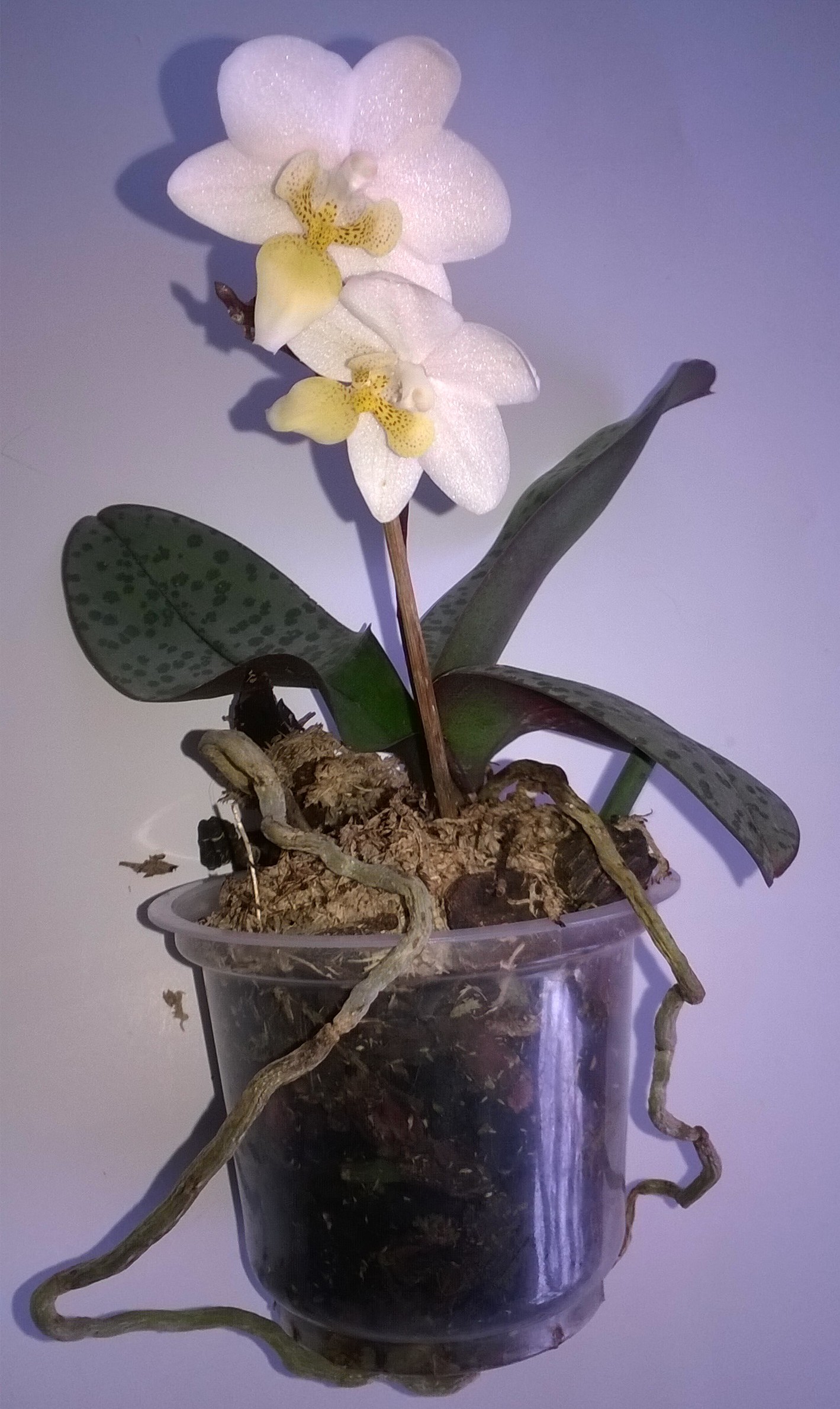 WP_20190129_12_18_55_Pro (2).jpg